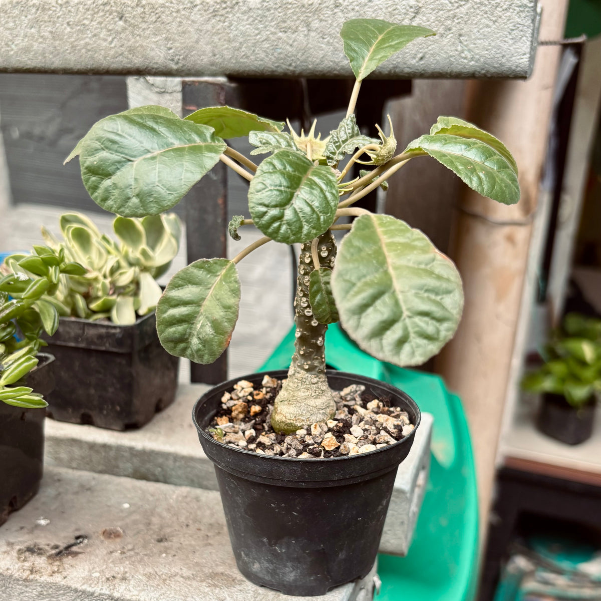 Euphorbia Dorstenia