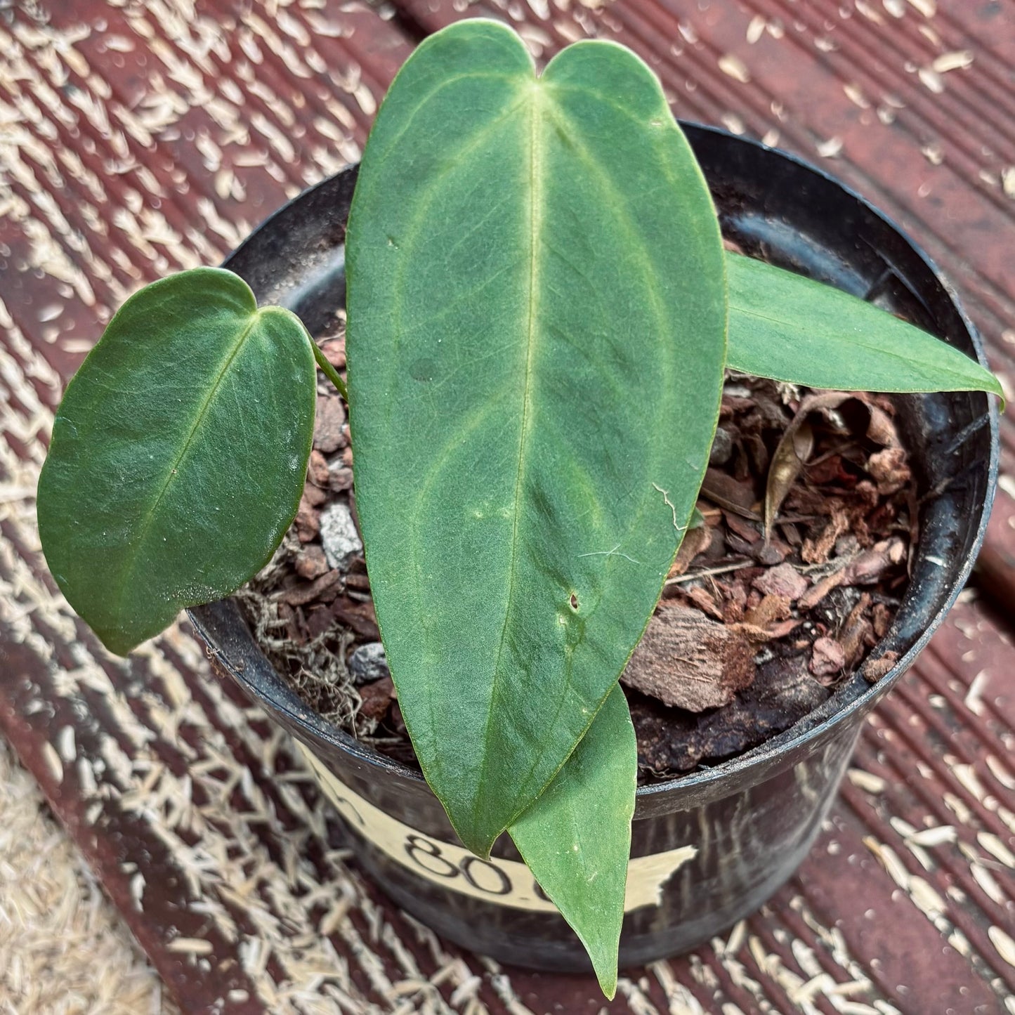 Anturio Marmoratum