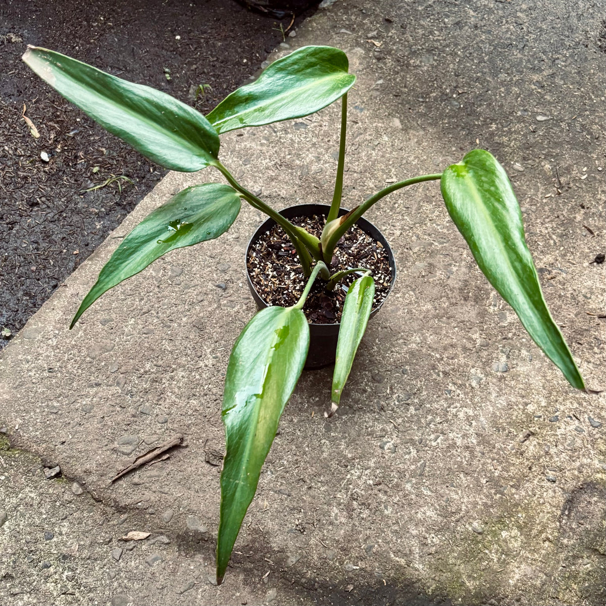 Monstera Burle Marx Flame