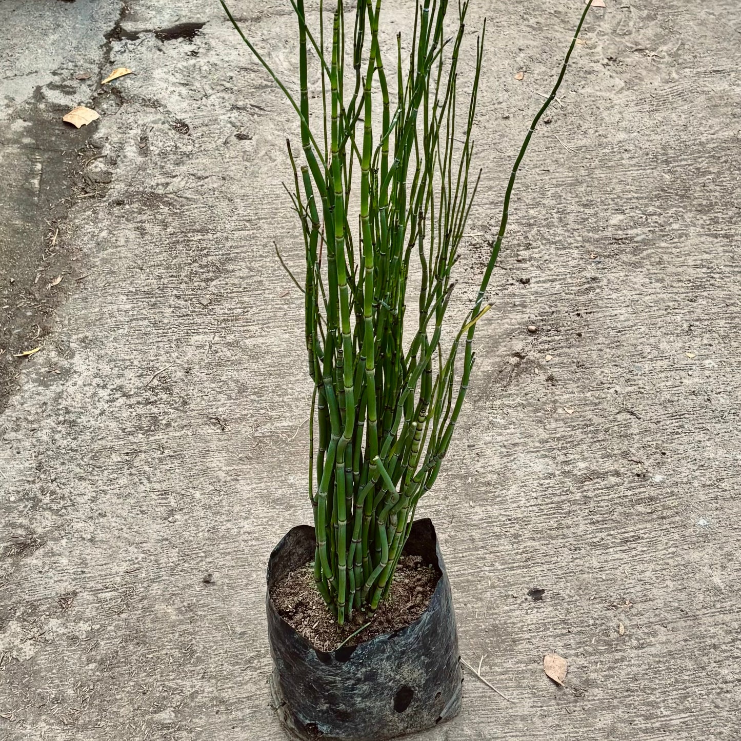 Equisetum “Cola De Caballo”