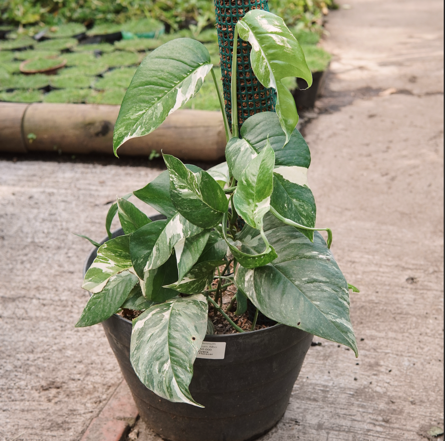 Epipremnum Pinnatum Albo Variegado