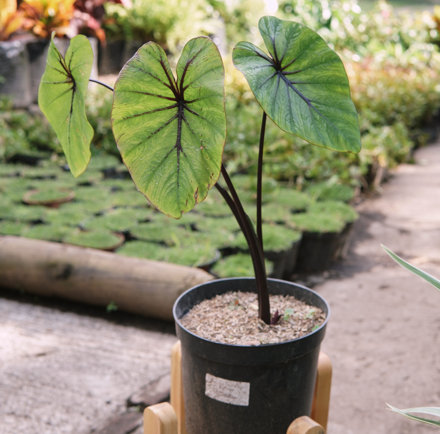 Colocasia Mascara De Faraon