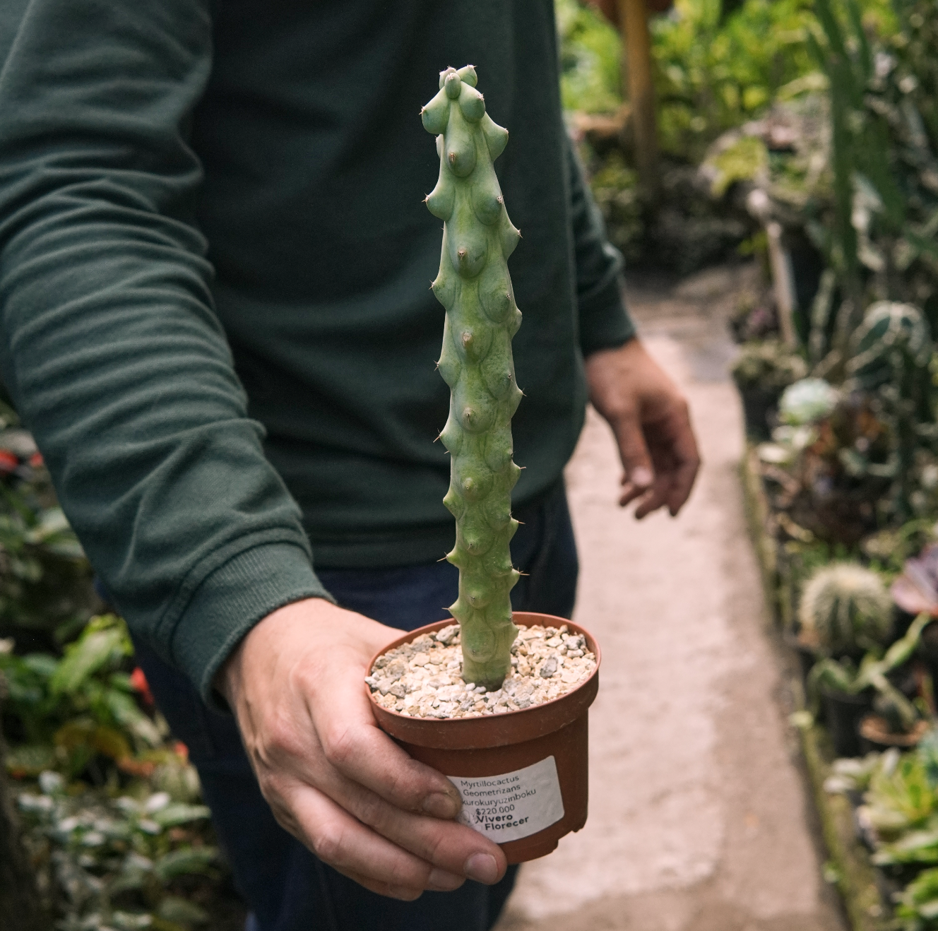 Cactus Myrtillocactus Geometrizans Fukurokuryuzinboku