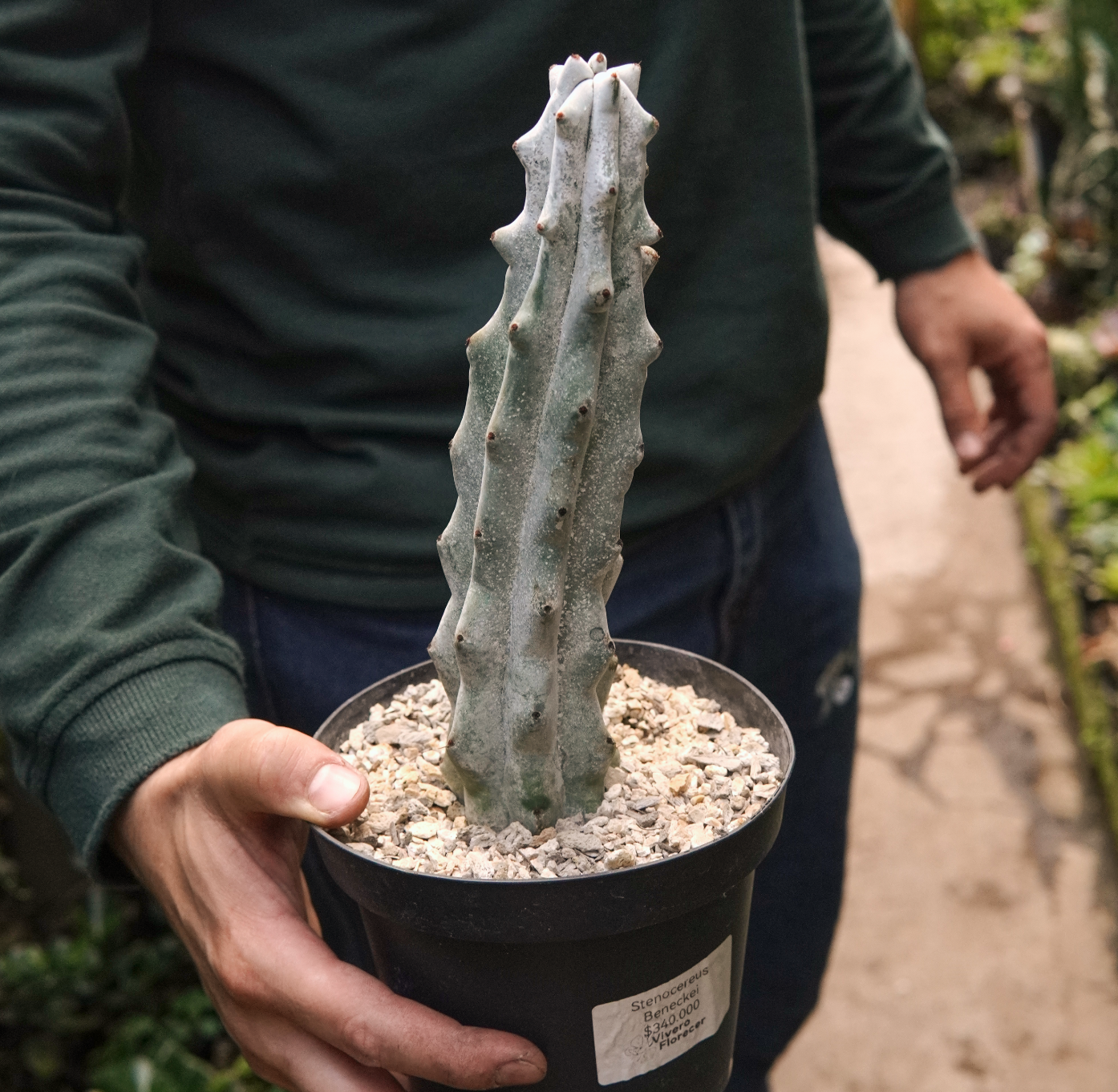 Cactus Stenocereus Beneckei