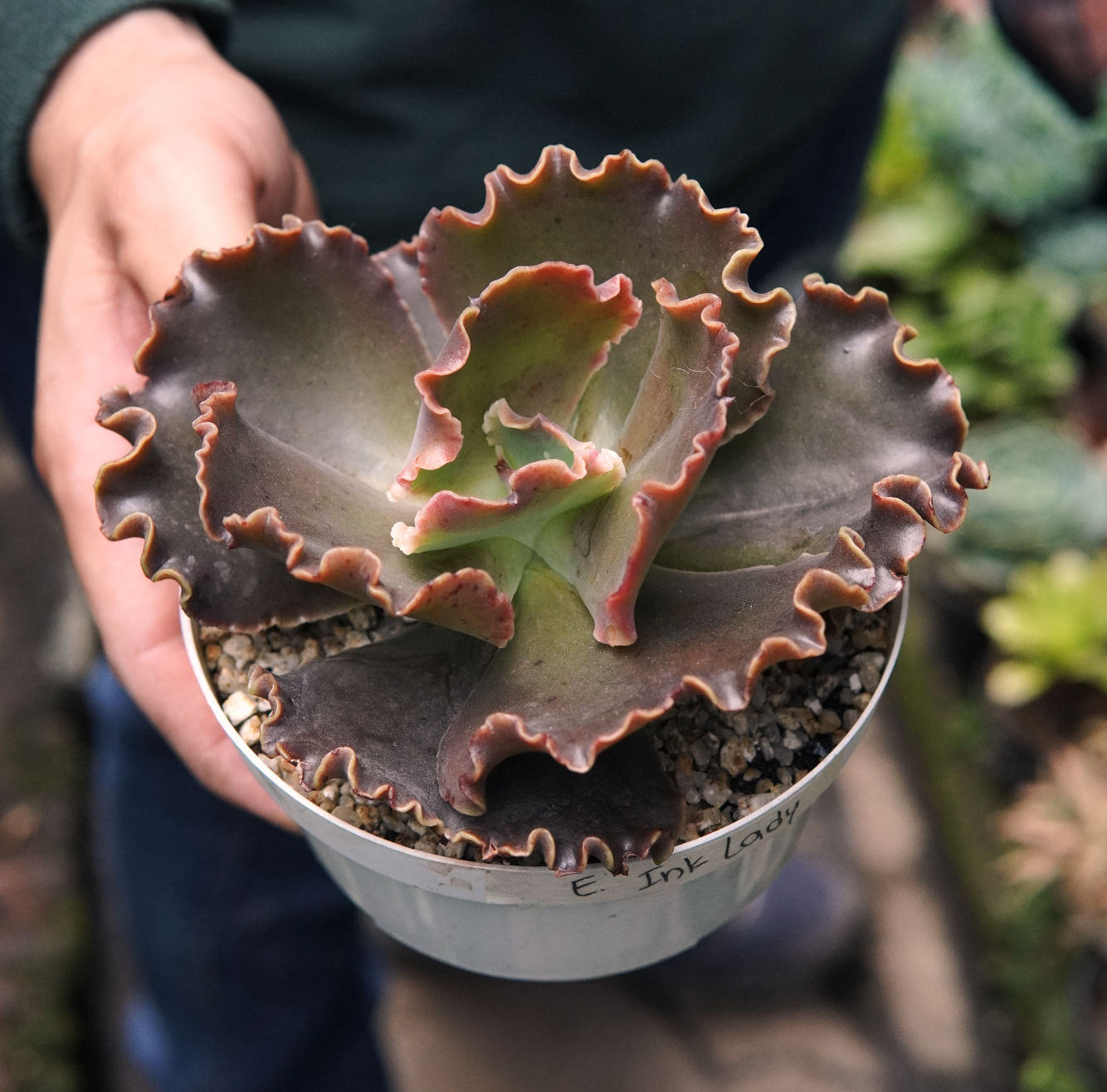 Suculenta Echeveria Moniang