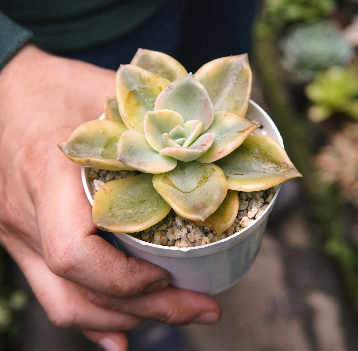 Suculenta Graptoveria Bainesii Variegada Amarilla