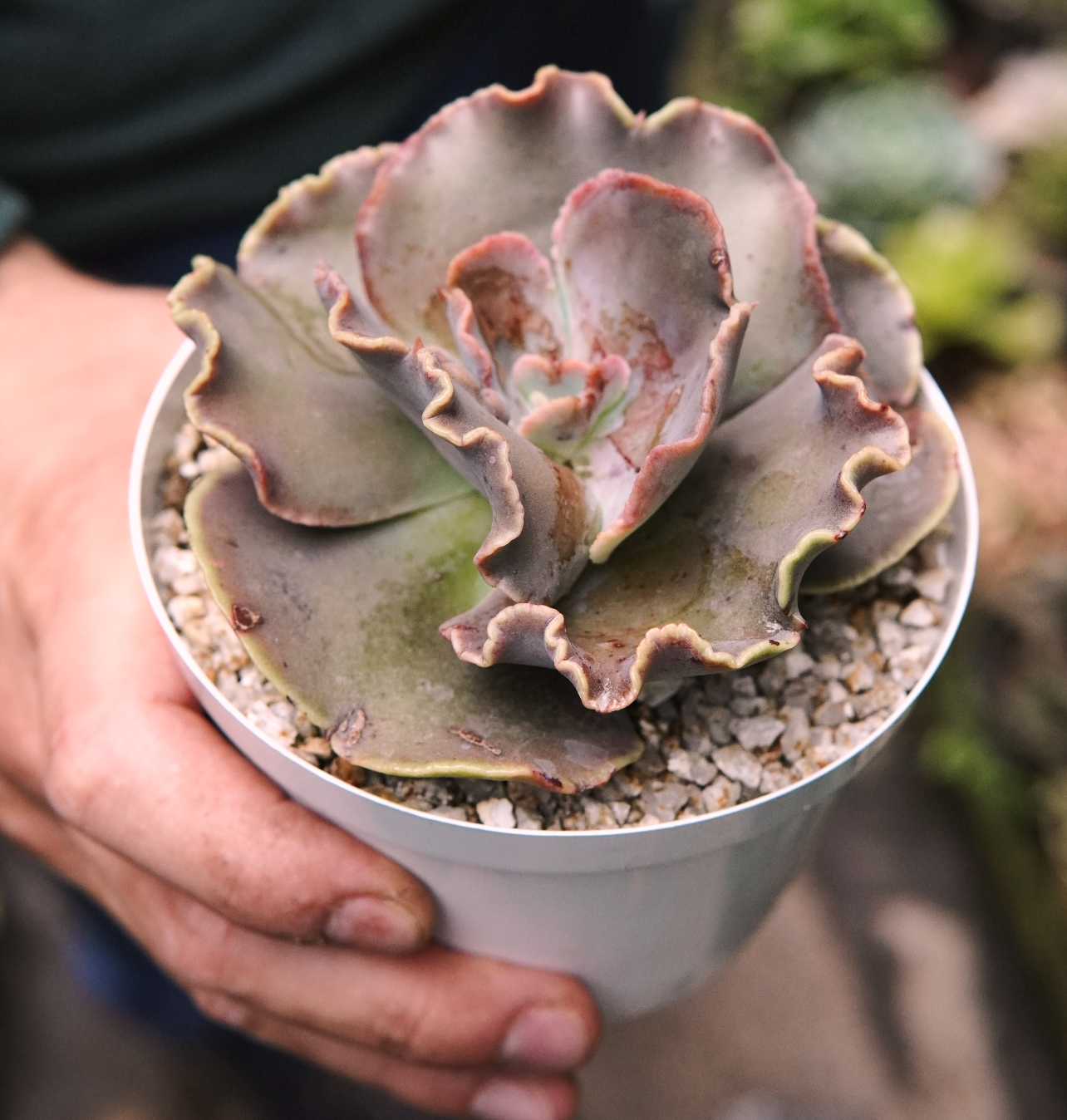 Suculenta Echeveria Hazak Emperor