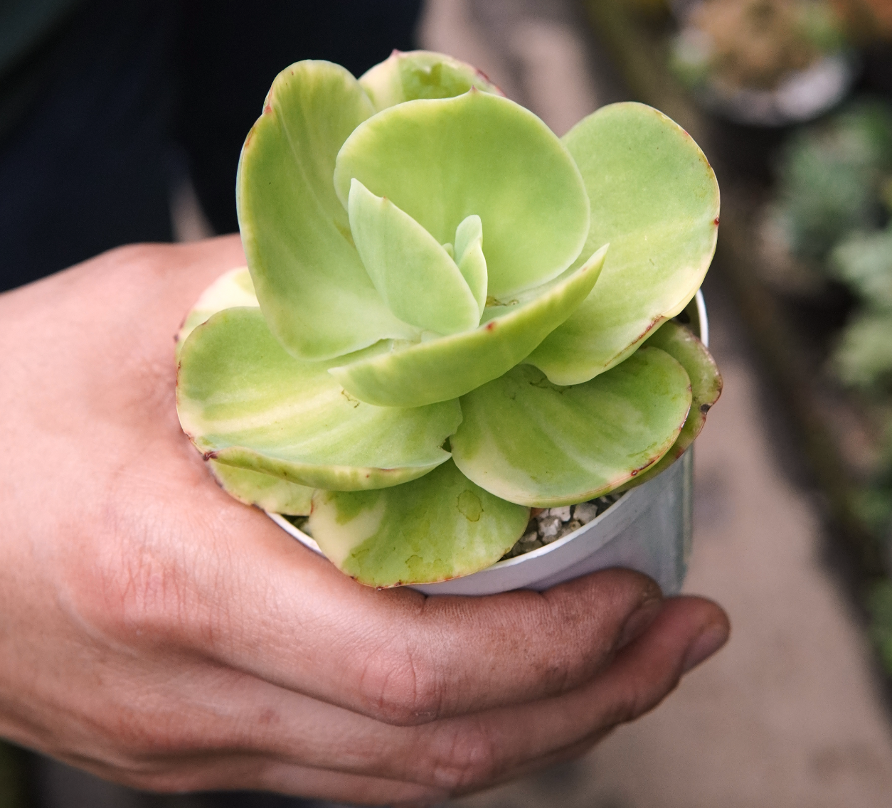 Suculenta Echeveria Pallida Variegada