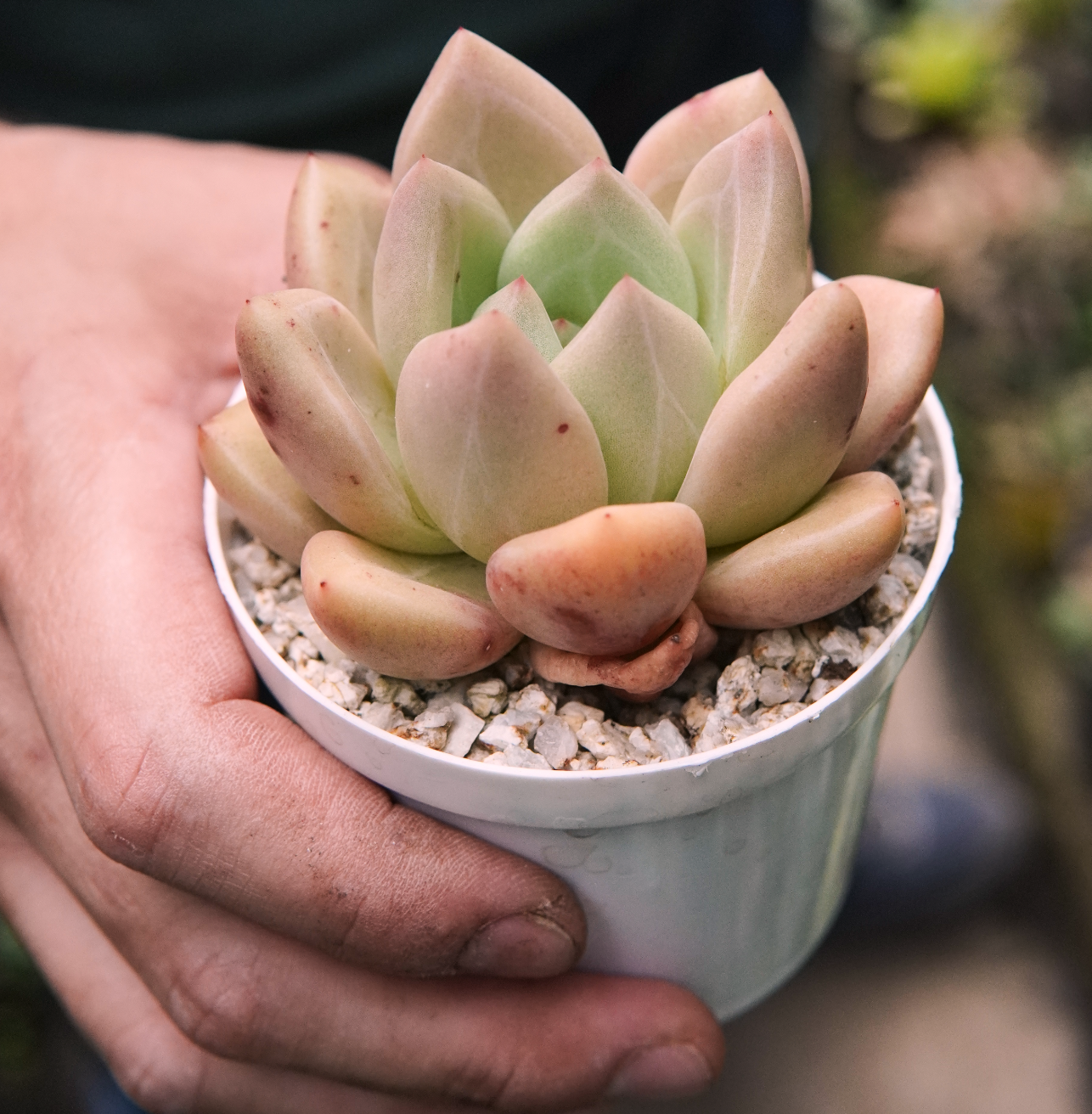 Suculenta Champagne Híbrida