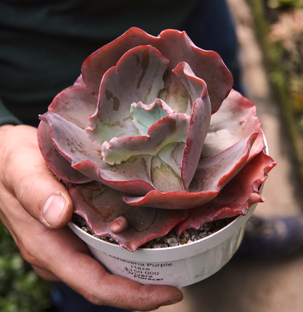 Suculenta Echeveria Purple Haze