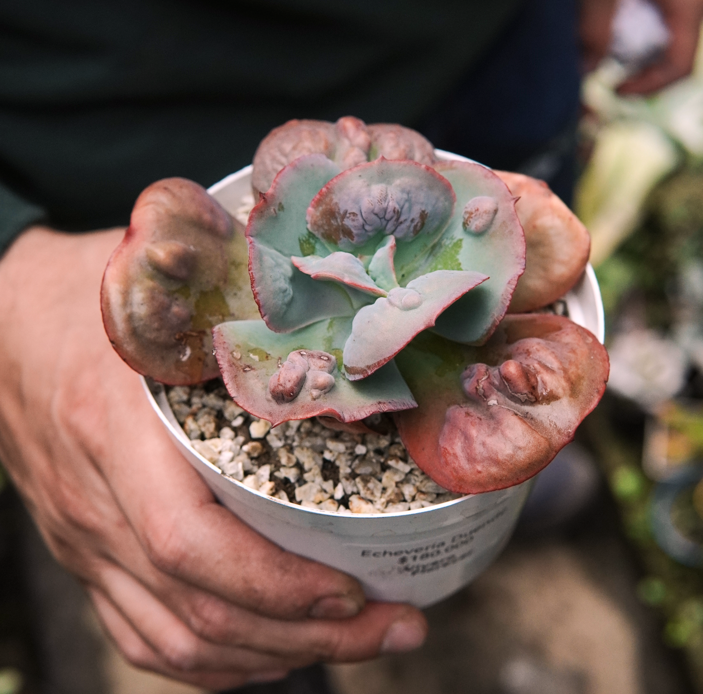 Suculenta Echeveria Duende
