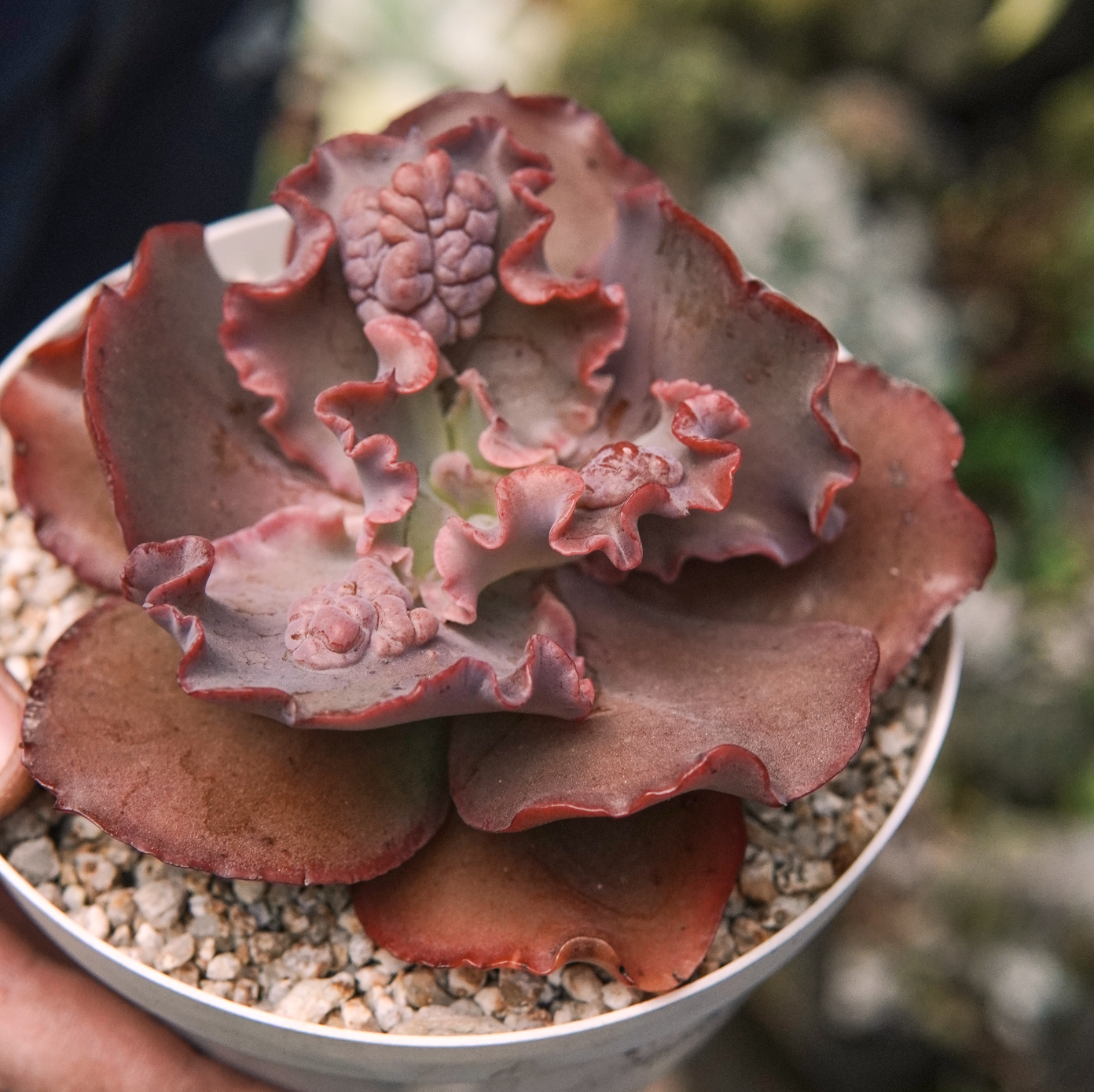 Suculenta Echeveria Temecula