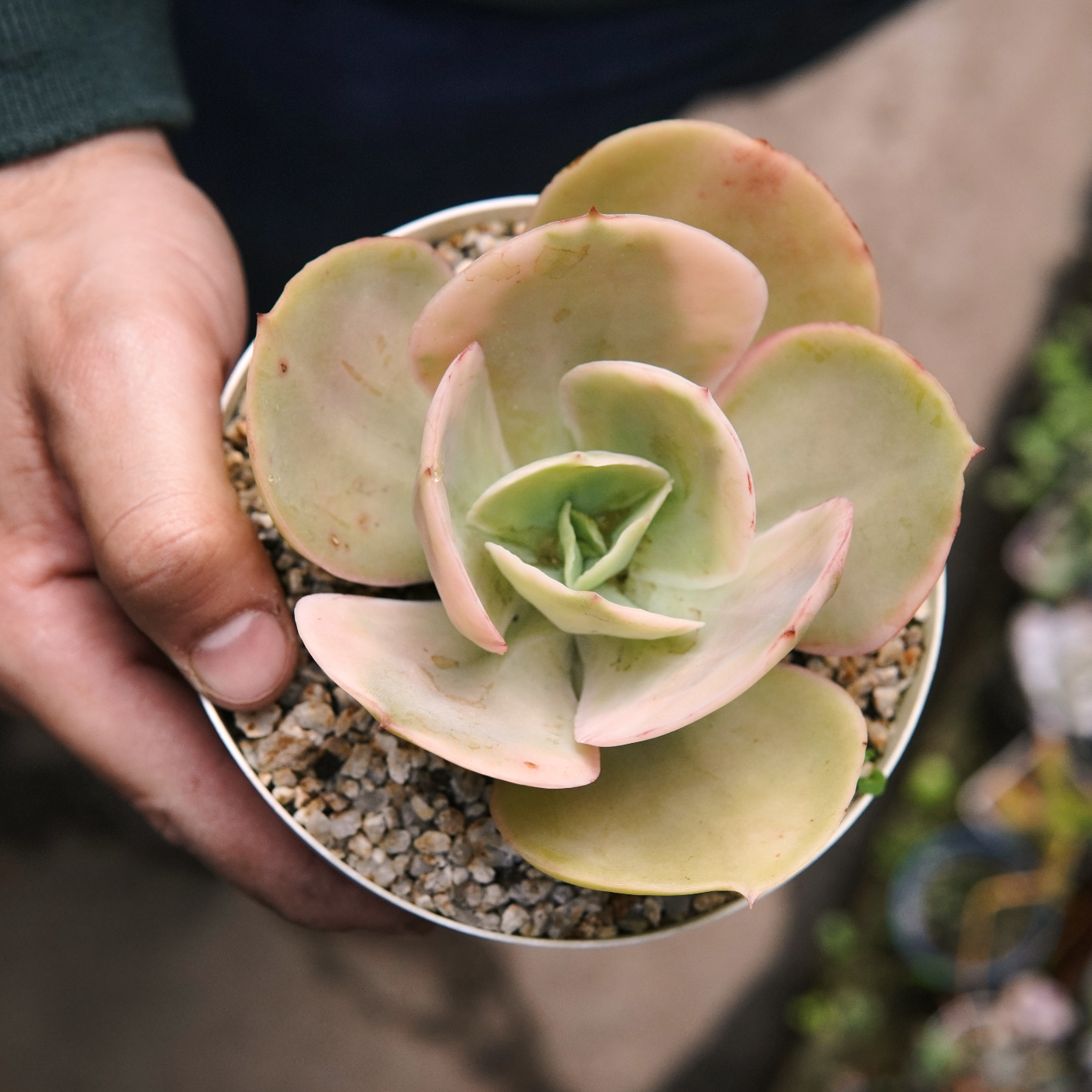 Suculenta Echeveria Sweet Snow Variegada