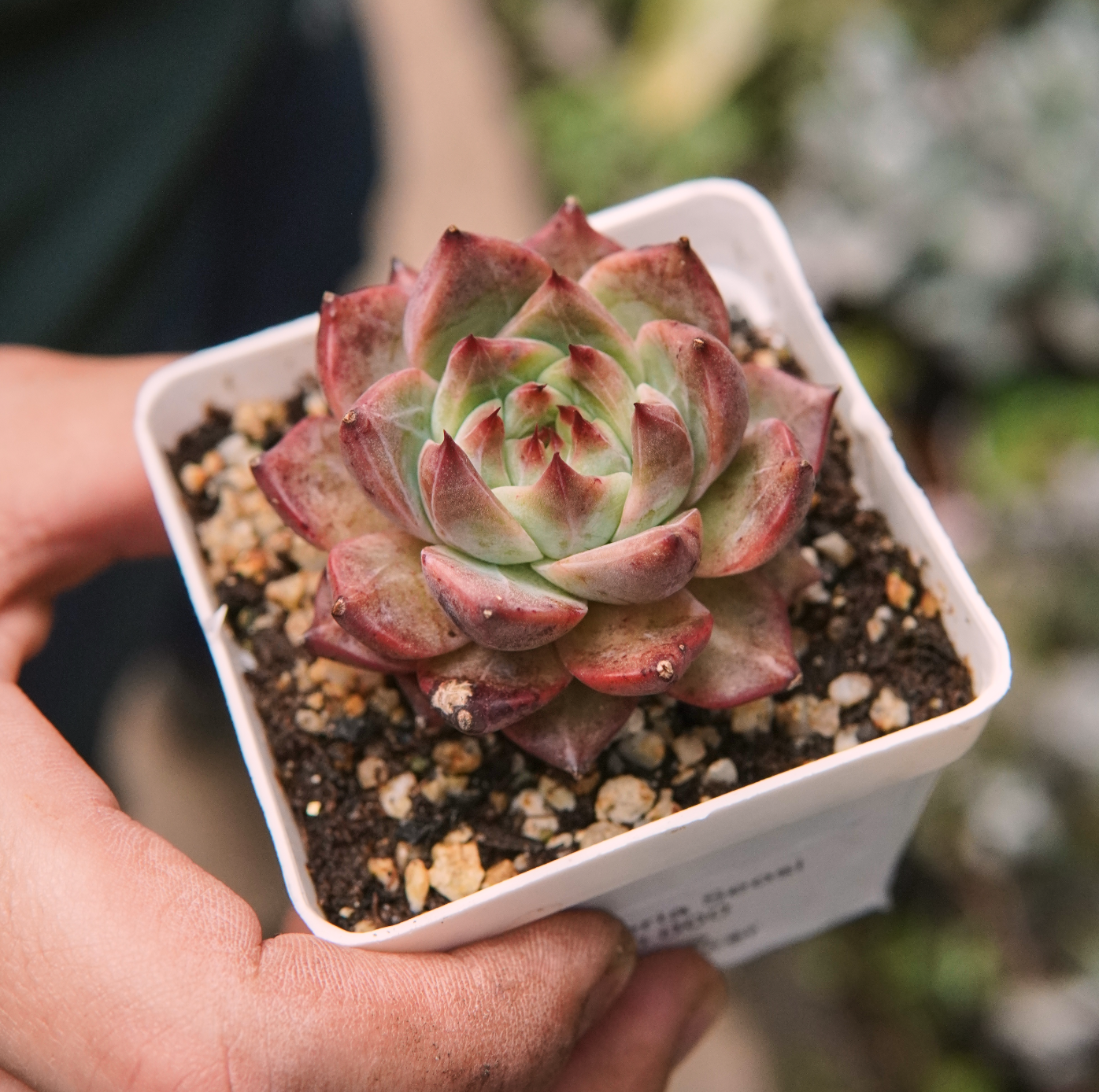 Suculenta Echeveria Seosi
