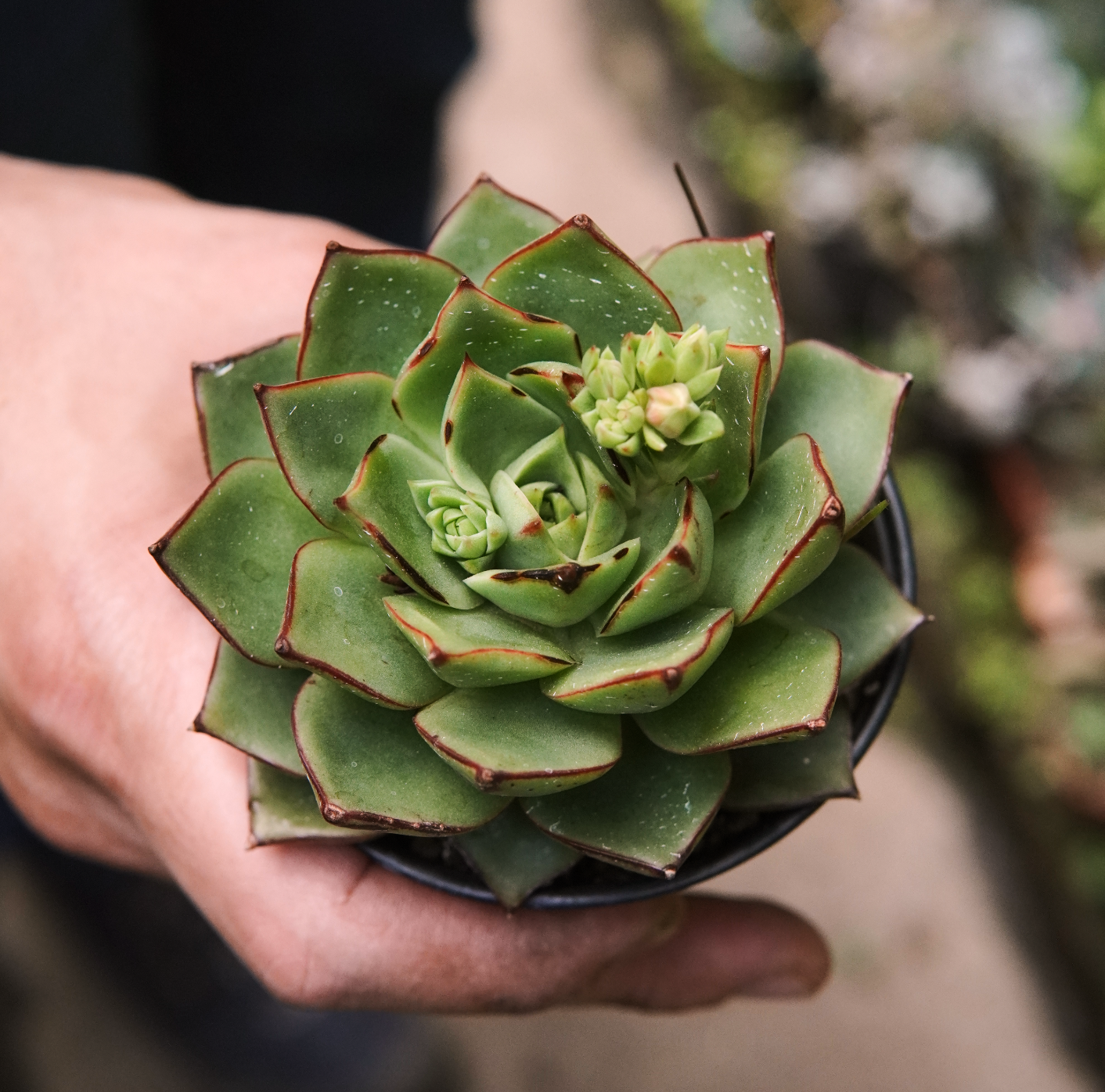 Suculenta Echeveria Paso Doble