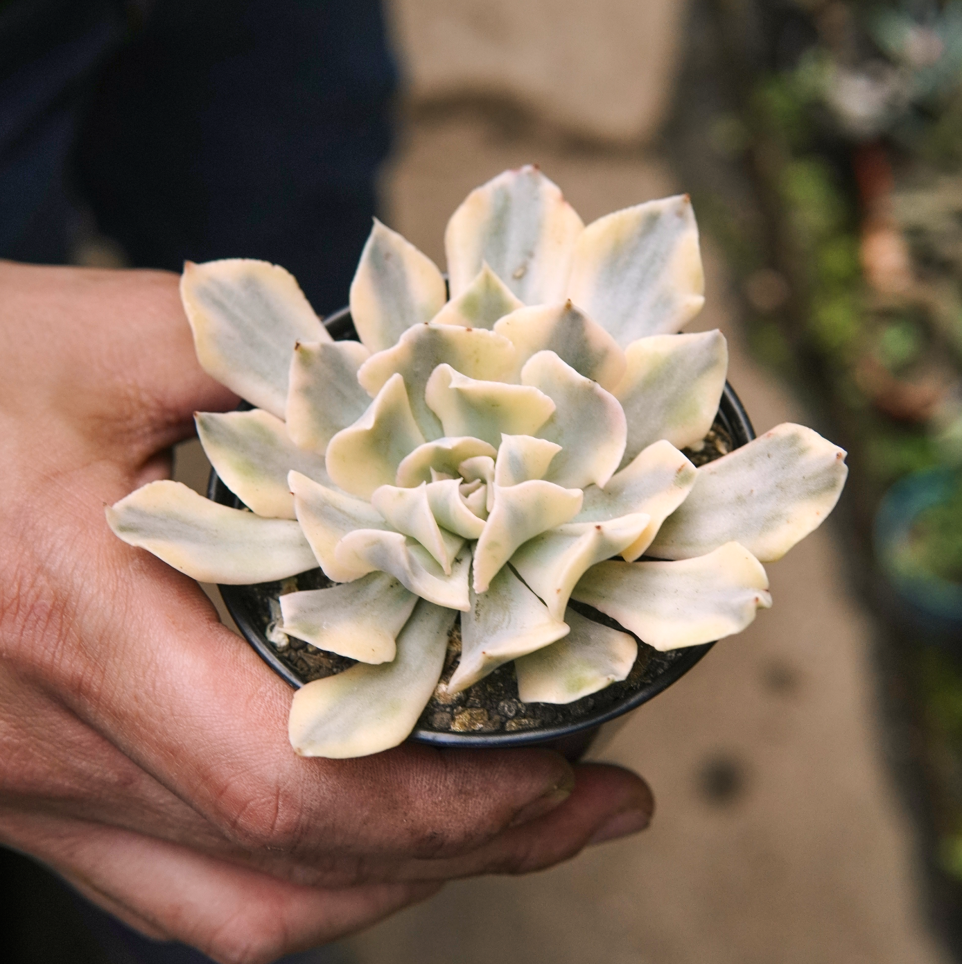 Suculenta Echeveria Saffron Variegada