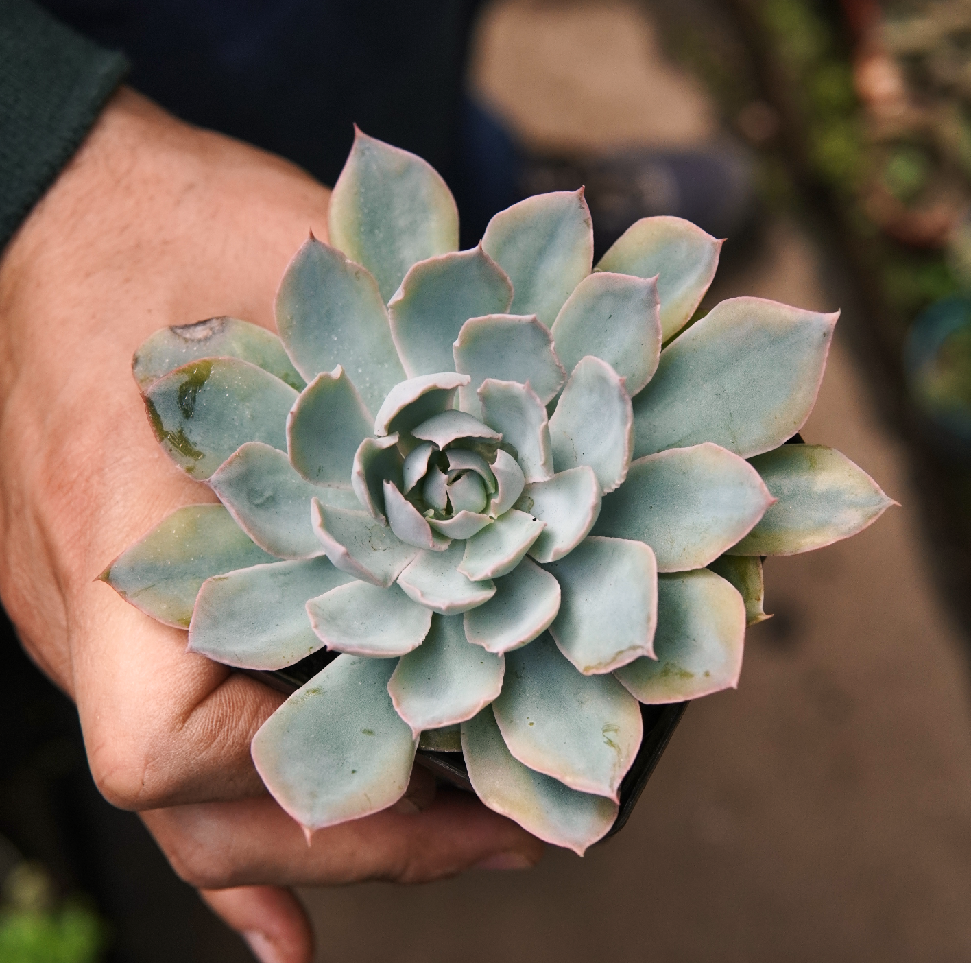 Suculenta Echeveria Blue Heron