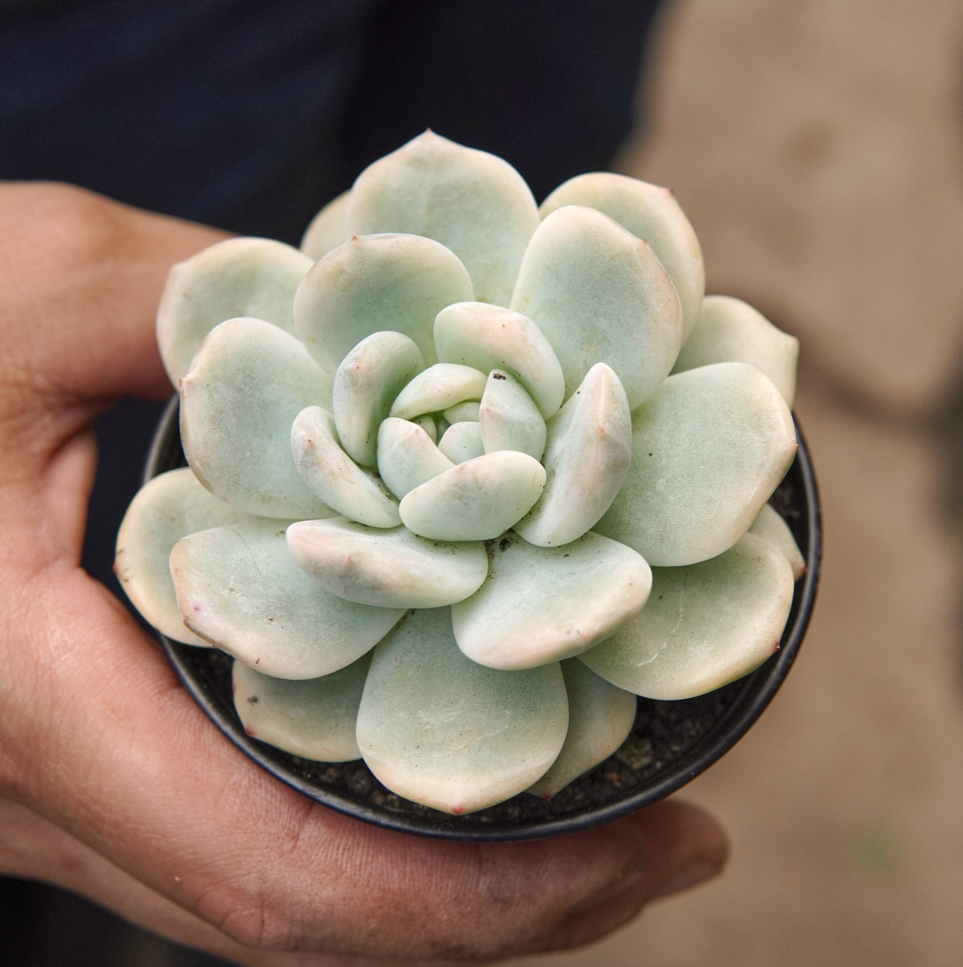 Suculenta Echeveria Monroe Variegada