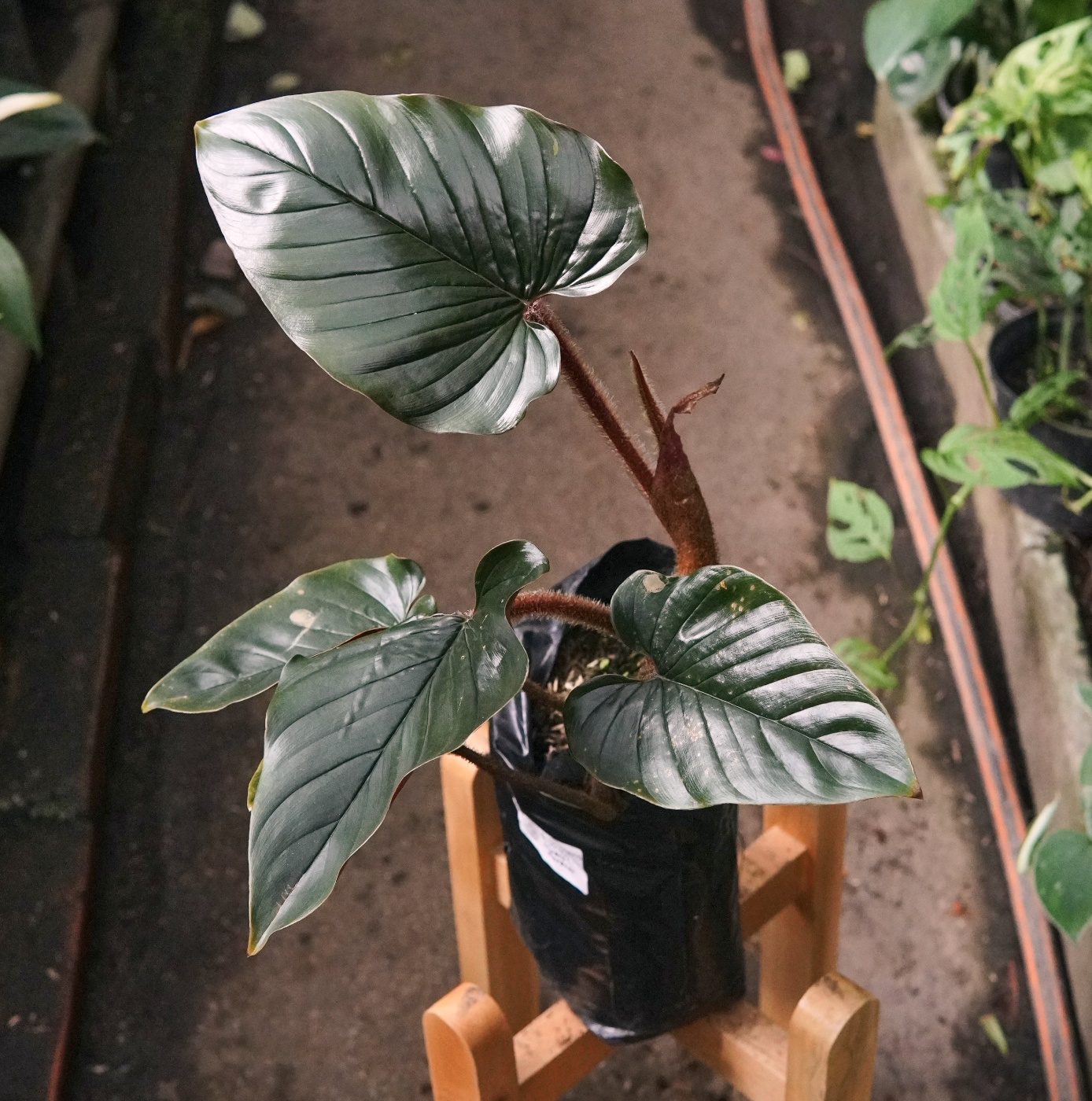 Filodendro Serpens Rojo