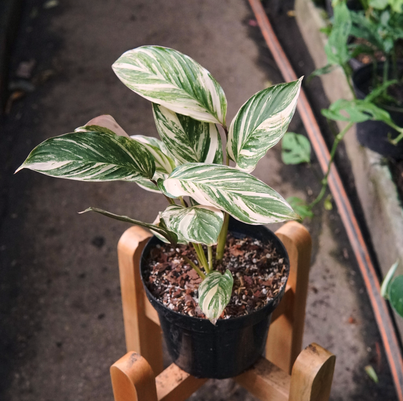 Calathea Glaza Variegada