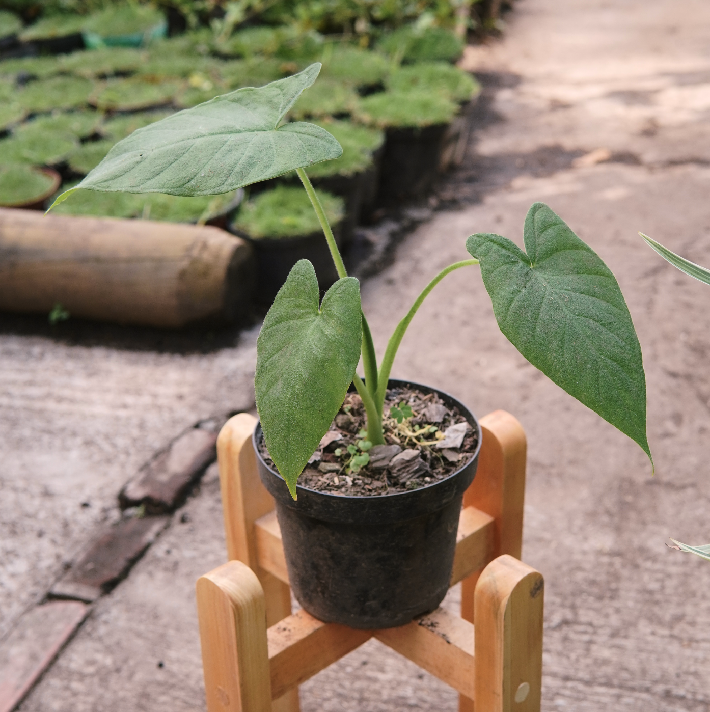 Xanthosoma Mexicanum