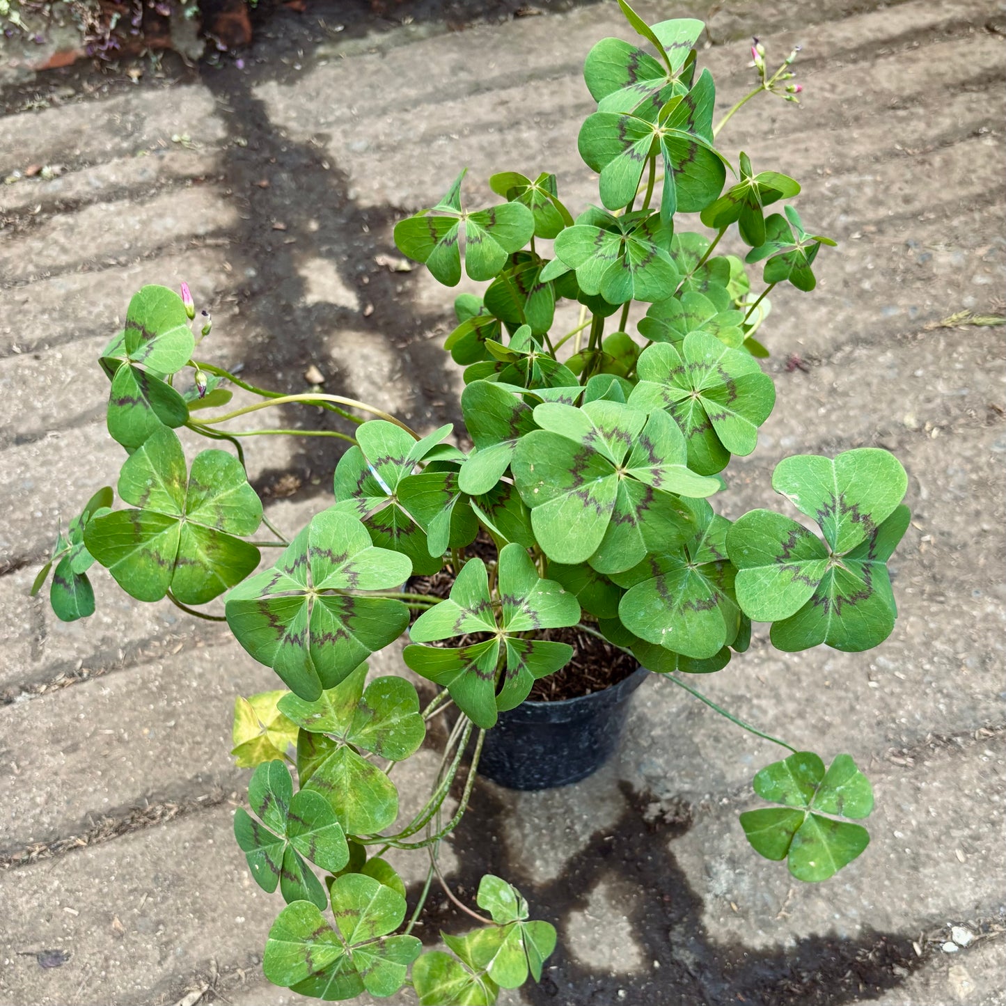 Oxalis Tetraphylla “Trébol 4 Hojas”