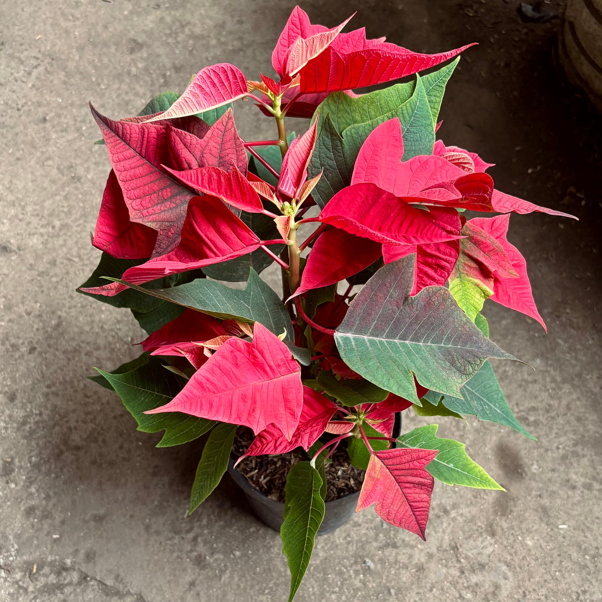 Euphorbia Pulcherrima “Flor De Navidad”