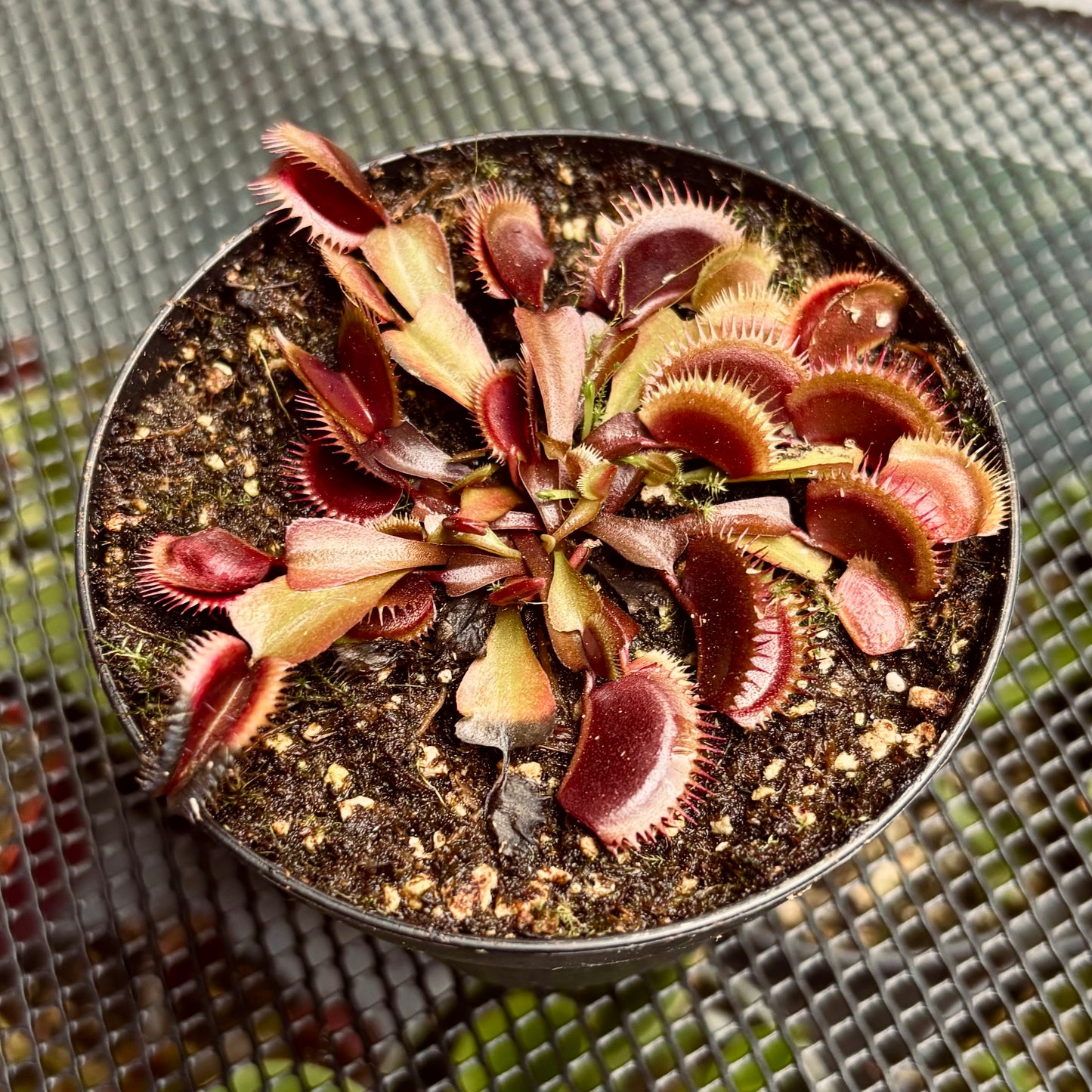 Carnívora Dionea Venus Atrapamoscas Roja