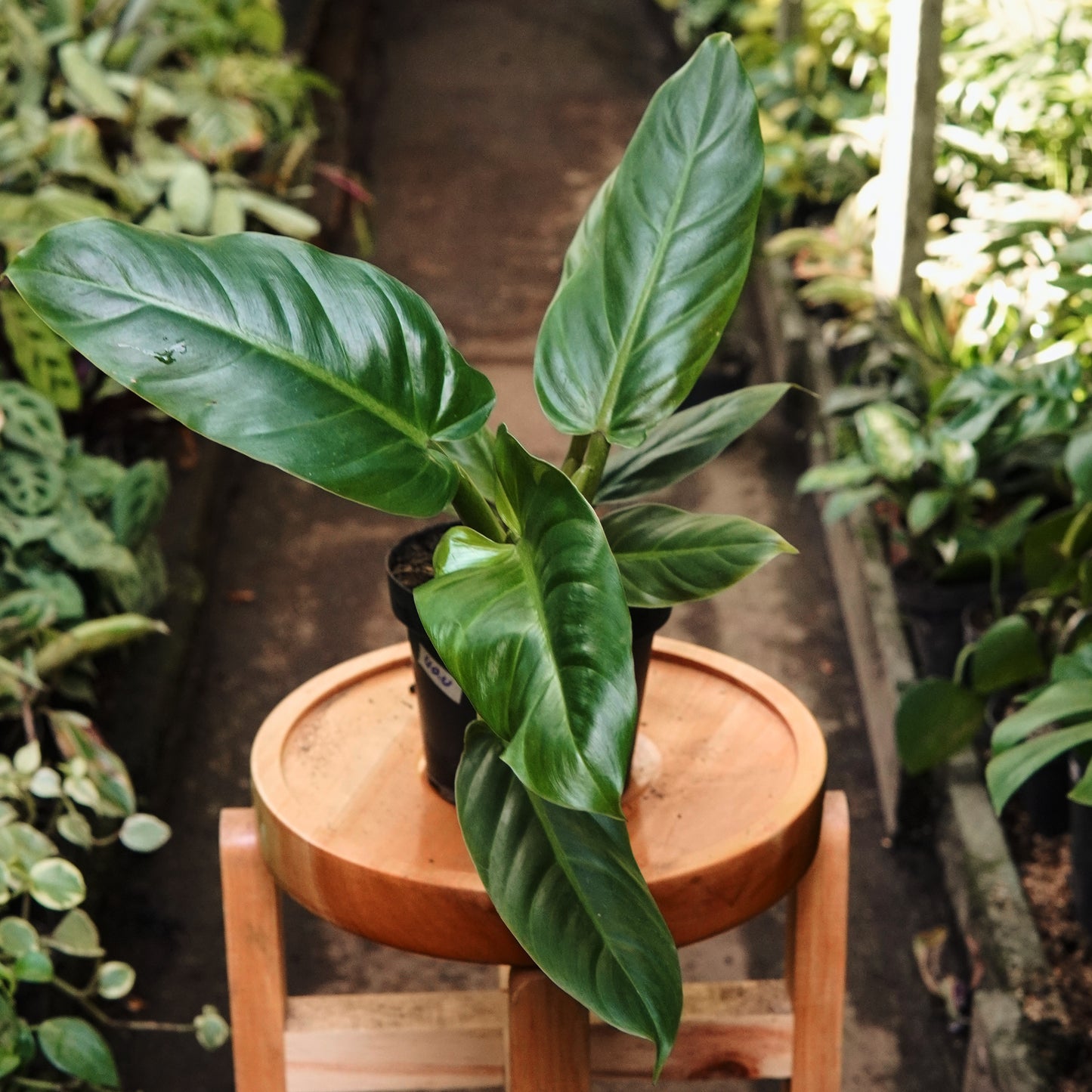 Filodendro Subhastatum