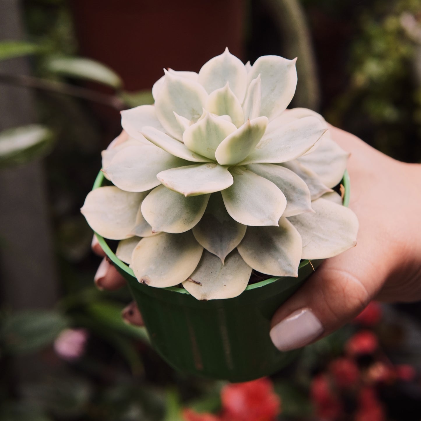Suculenta Echeveria Subsessilis Variegada