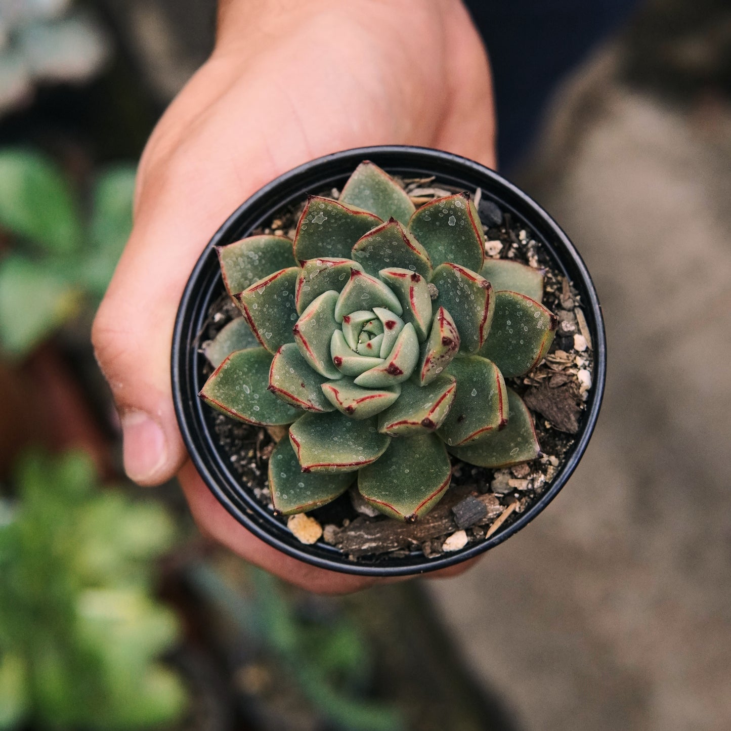 Suculenta Echeveria Matador