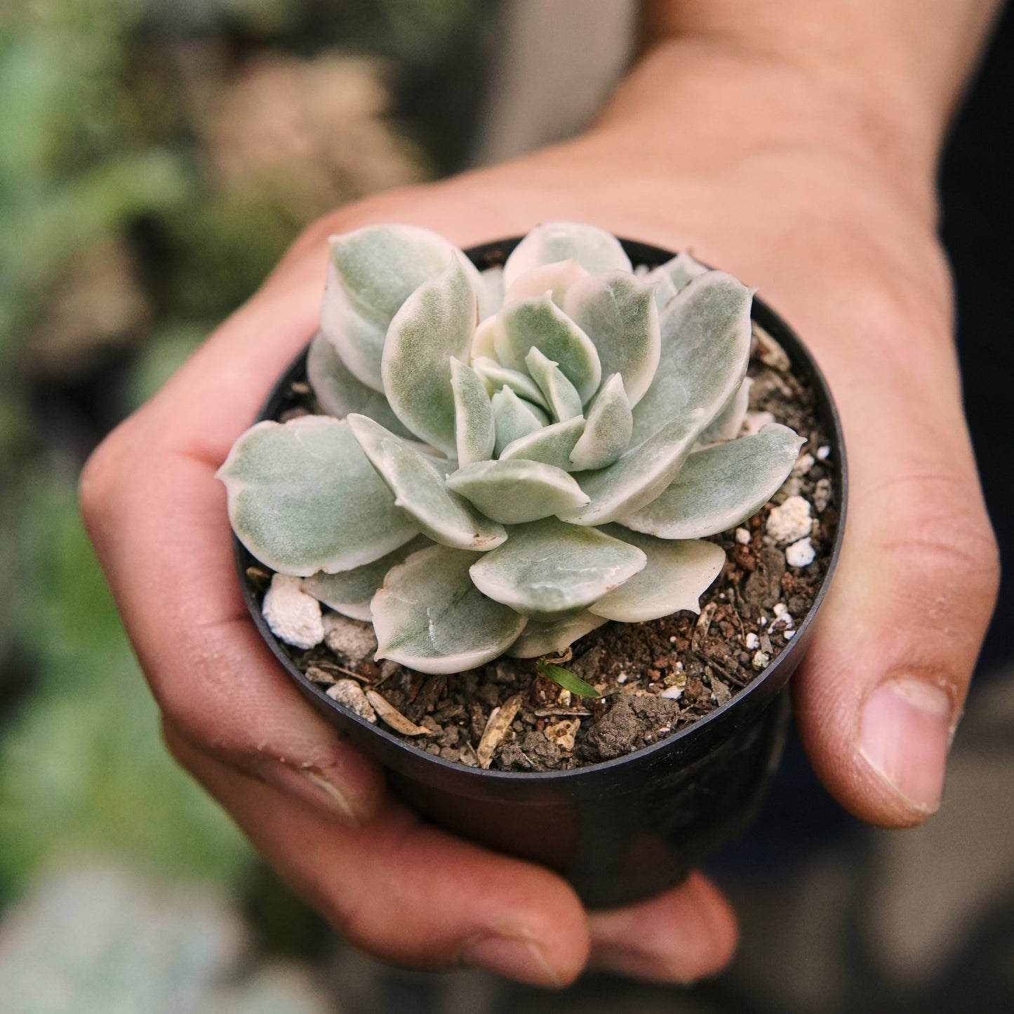 Suculenta Onslow Variegada