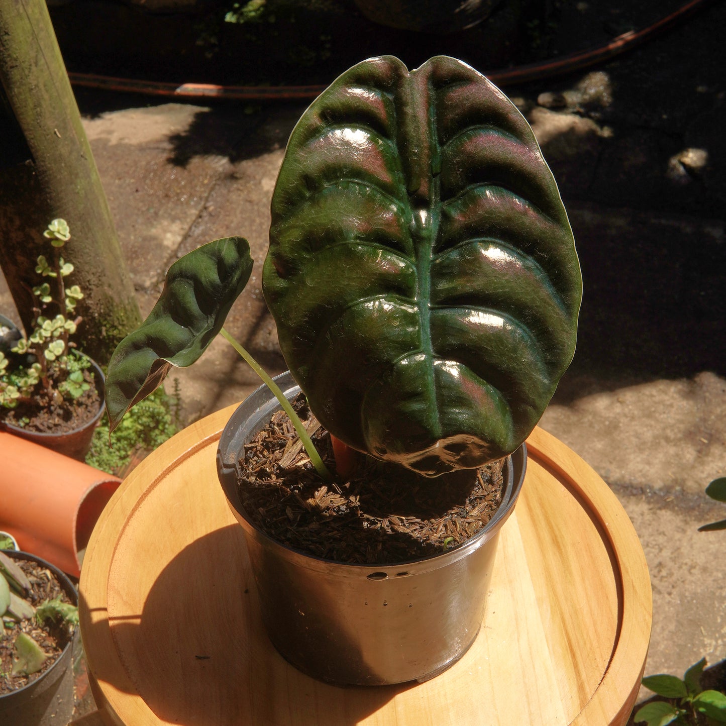 Alocasia Cuprea