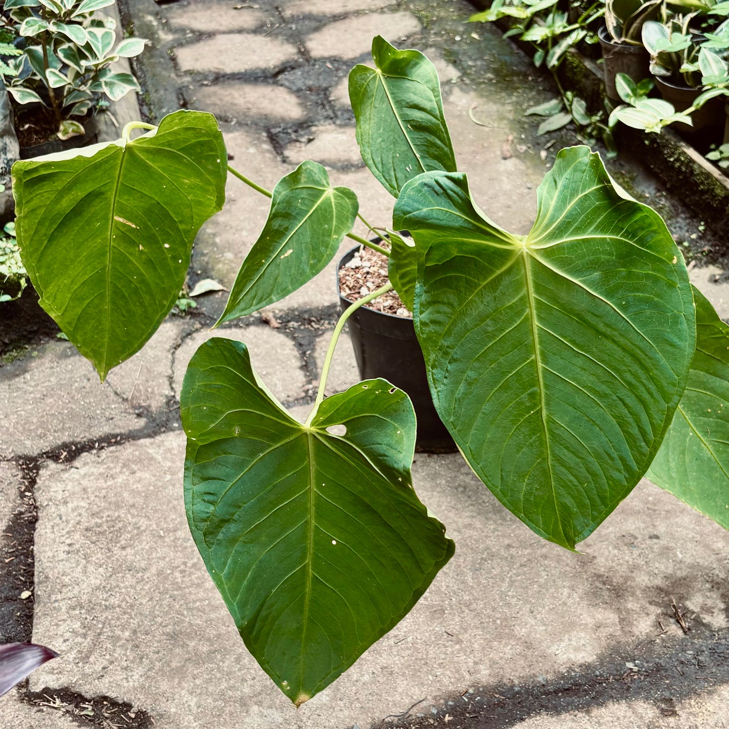 Anturio Angamarcanum