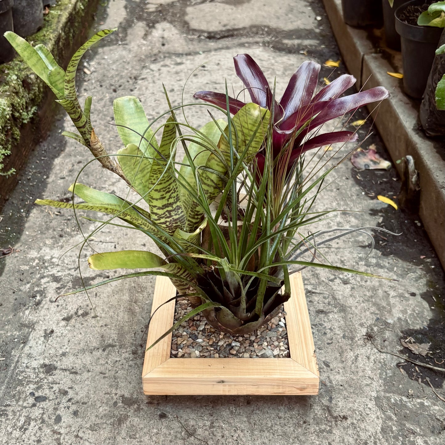 Terrario Bromelias