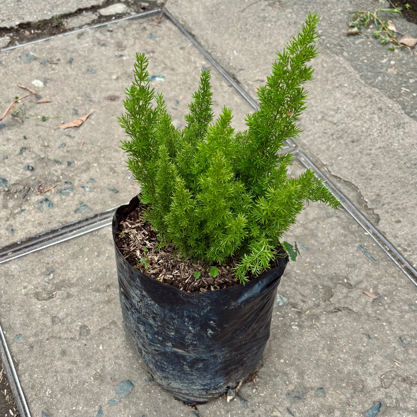 Asparagus Densiflorus Myersii “Espárrago Japonés”