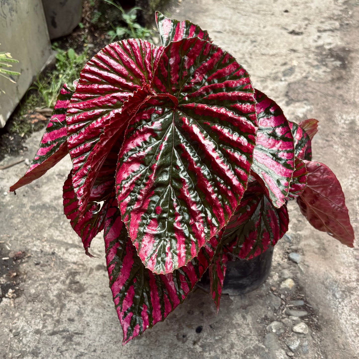 Begonia Brevirimosa