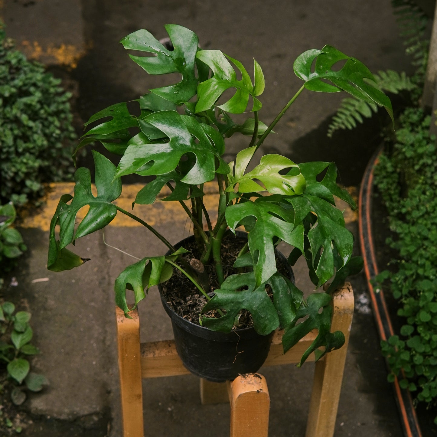 Rhaphidophora Tetrasperma