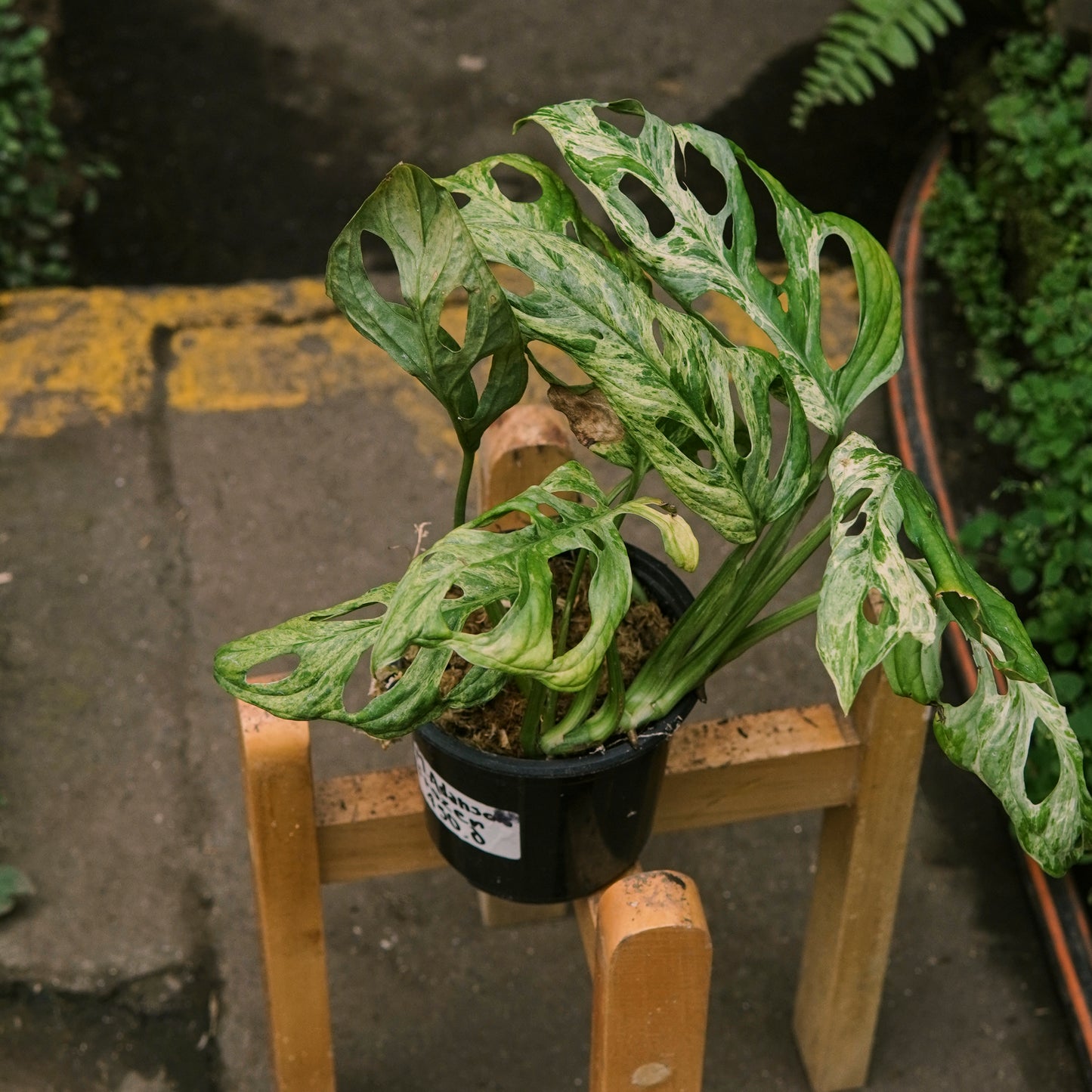 Monstera Adansonii Frozen Freckles (Pecas congeladas) Variegada