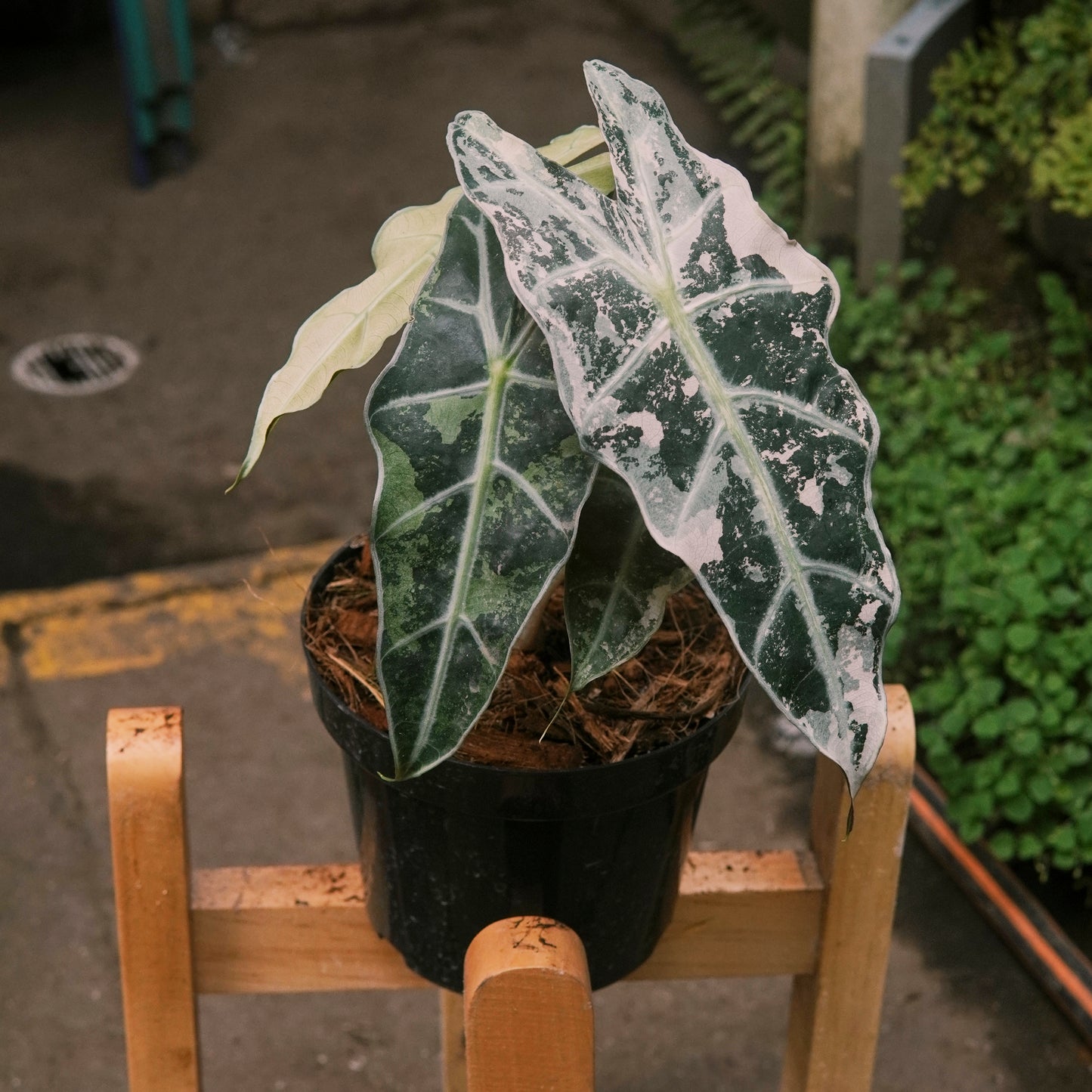 Alocasia Amazónica Variegada