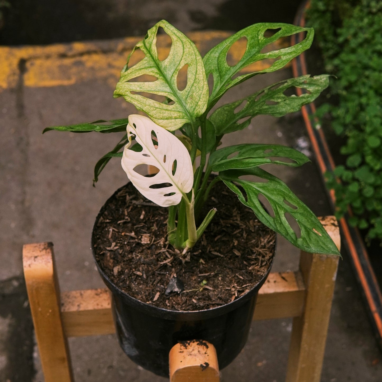 Monstera Adansonii Archipiélago Variegada
