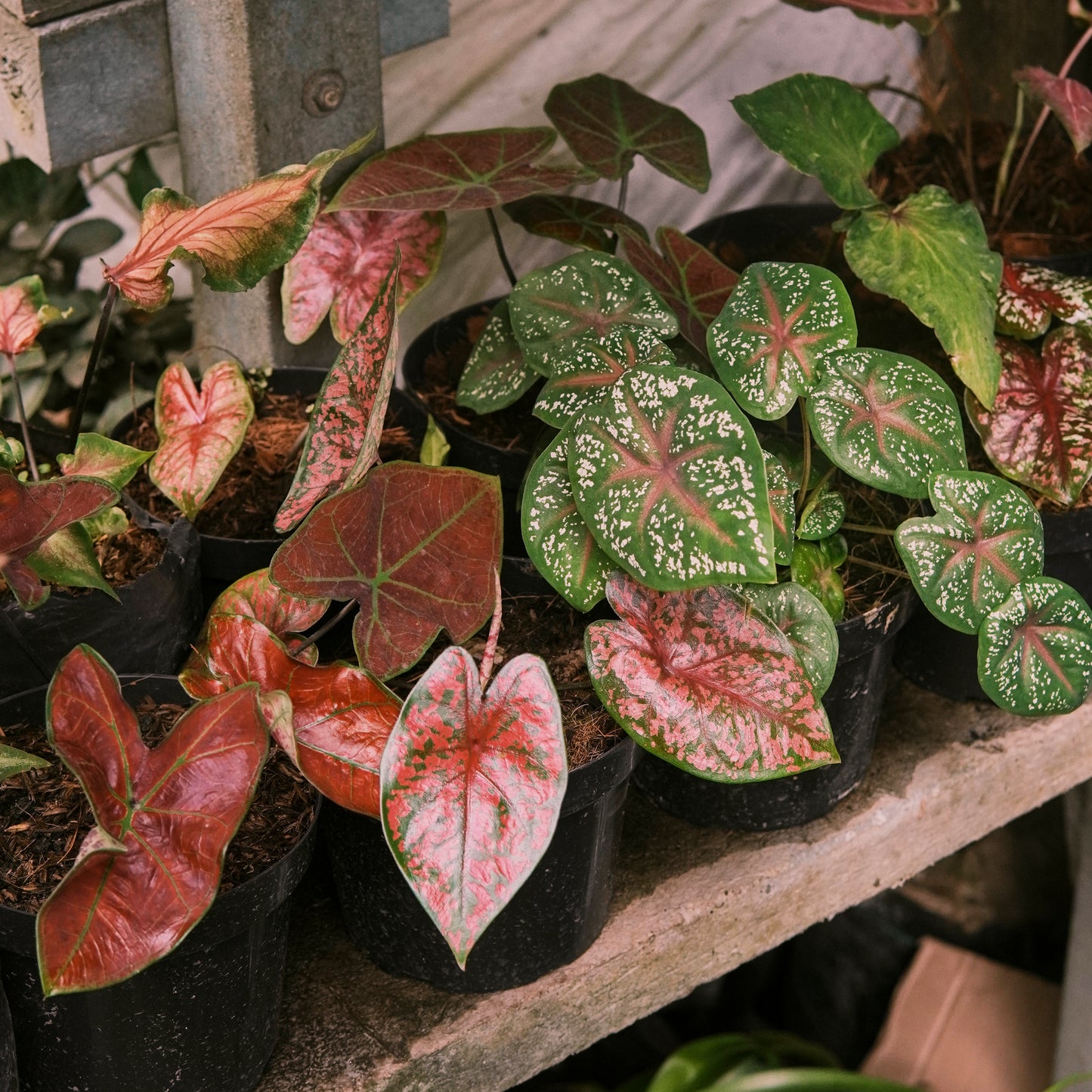 Caladium