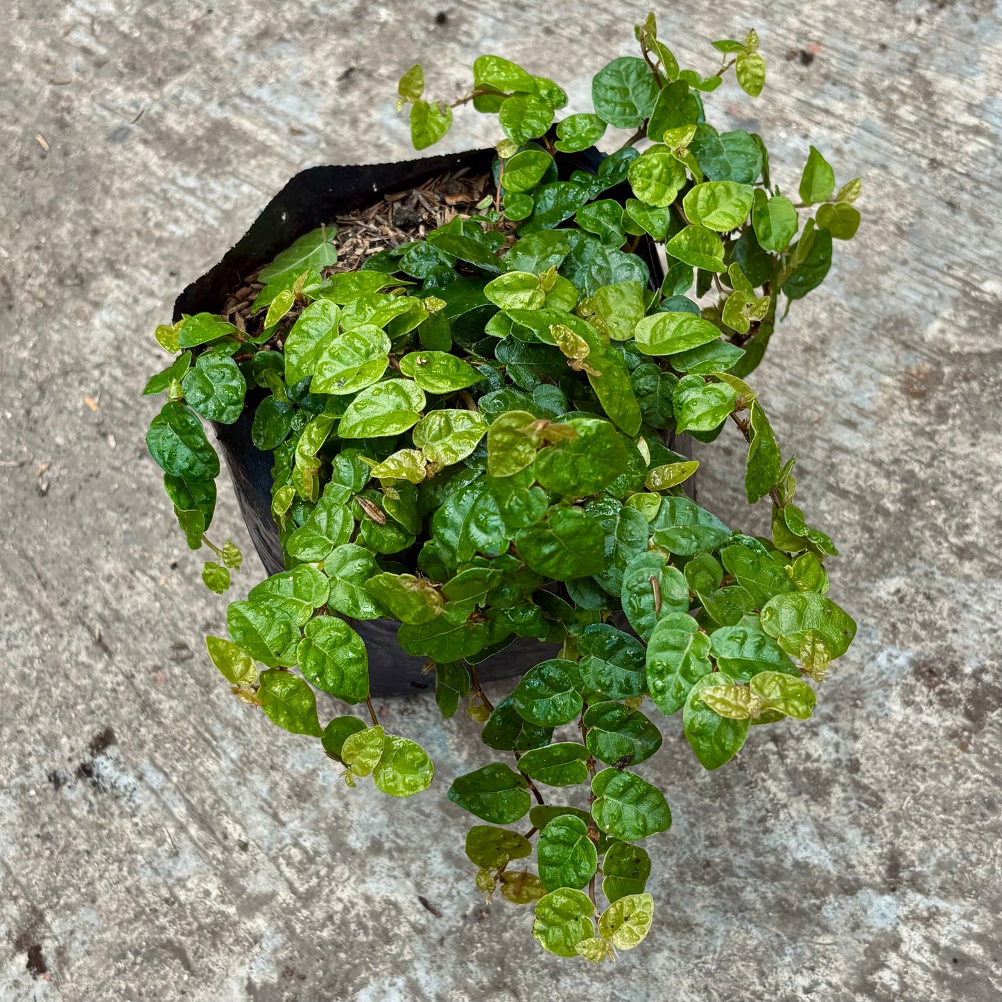 Ficus Pumila “Uña De Gato”