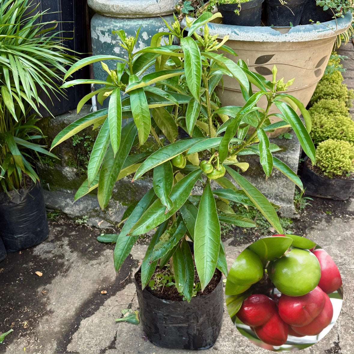 Thevetia Ahouai “Bolas De Gato”