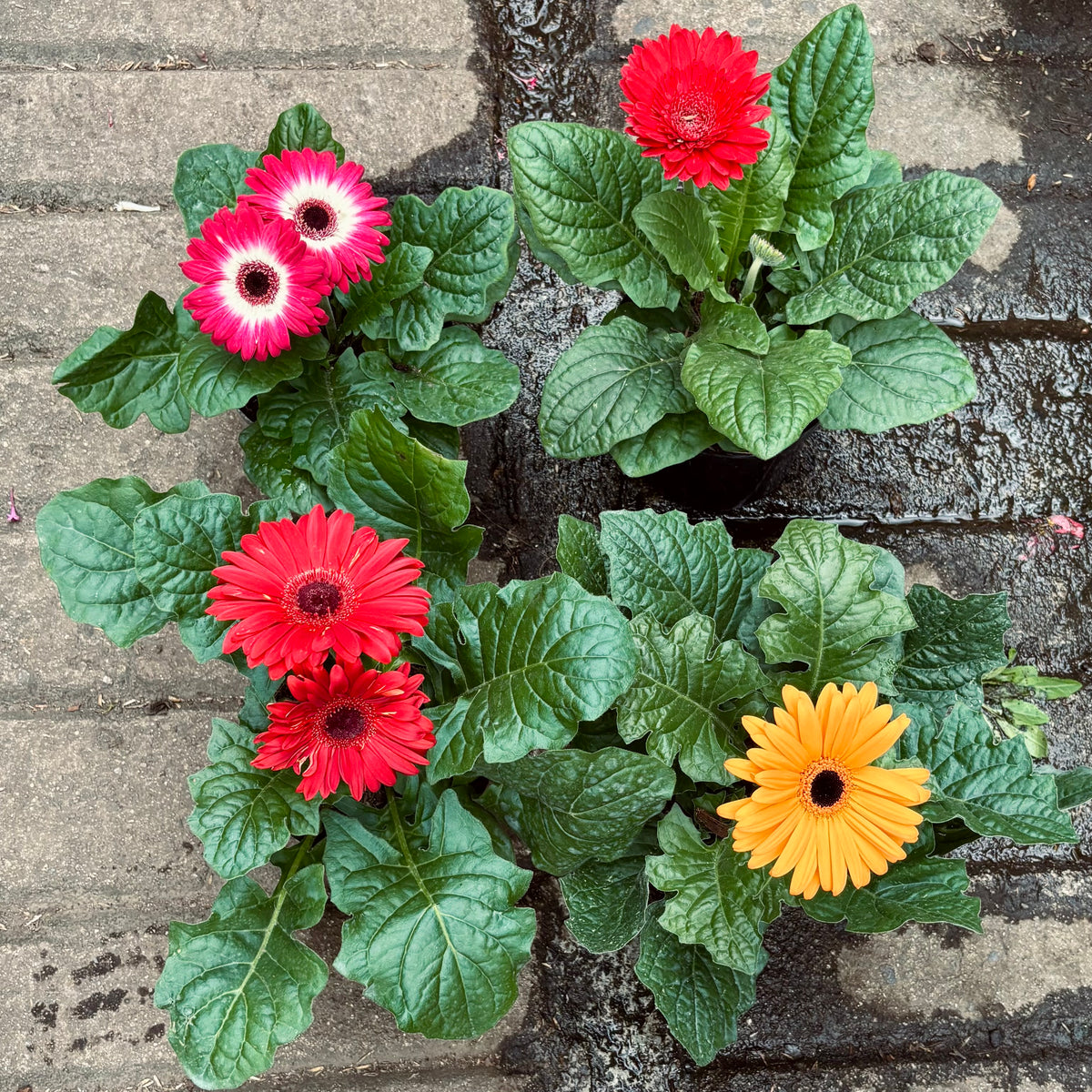 Gerbera