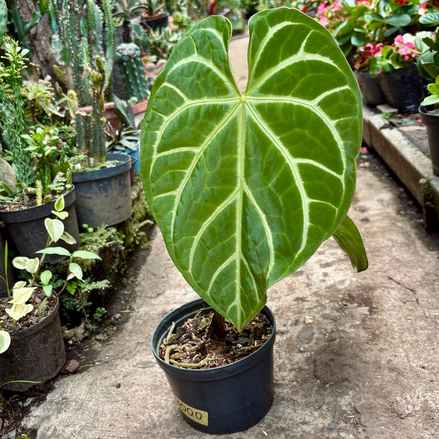 Anturio Magnificum