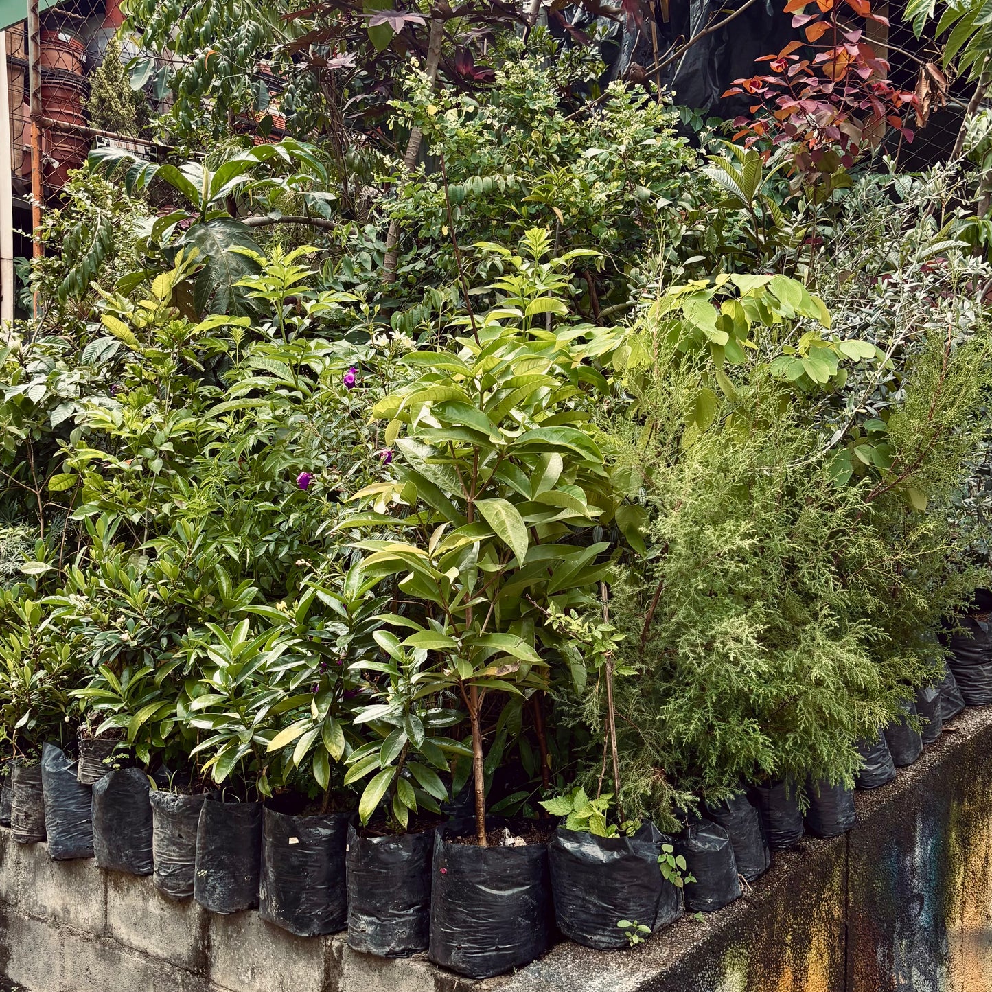 Árboles