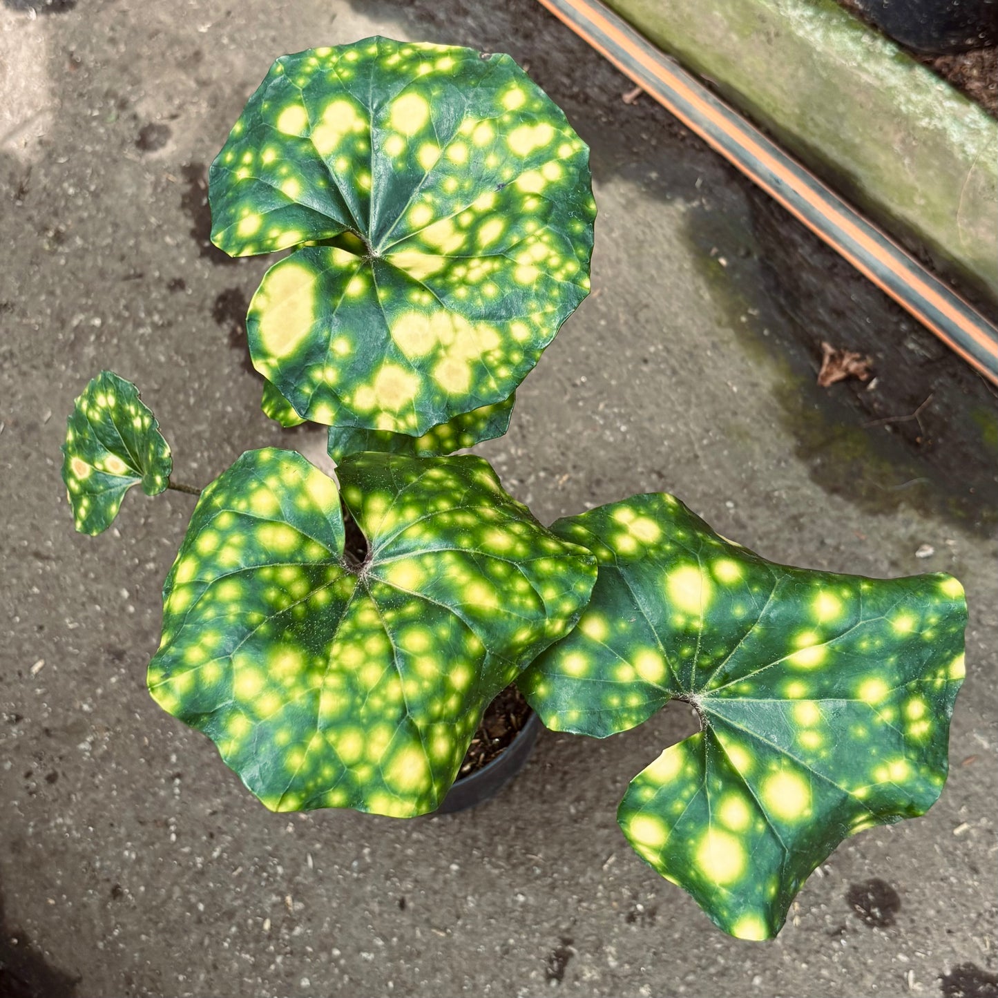 Farfugium Japonicum “Planta Leopardo”