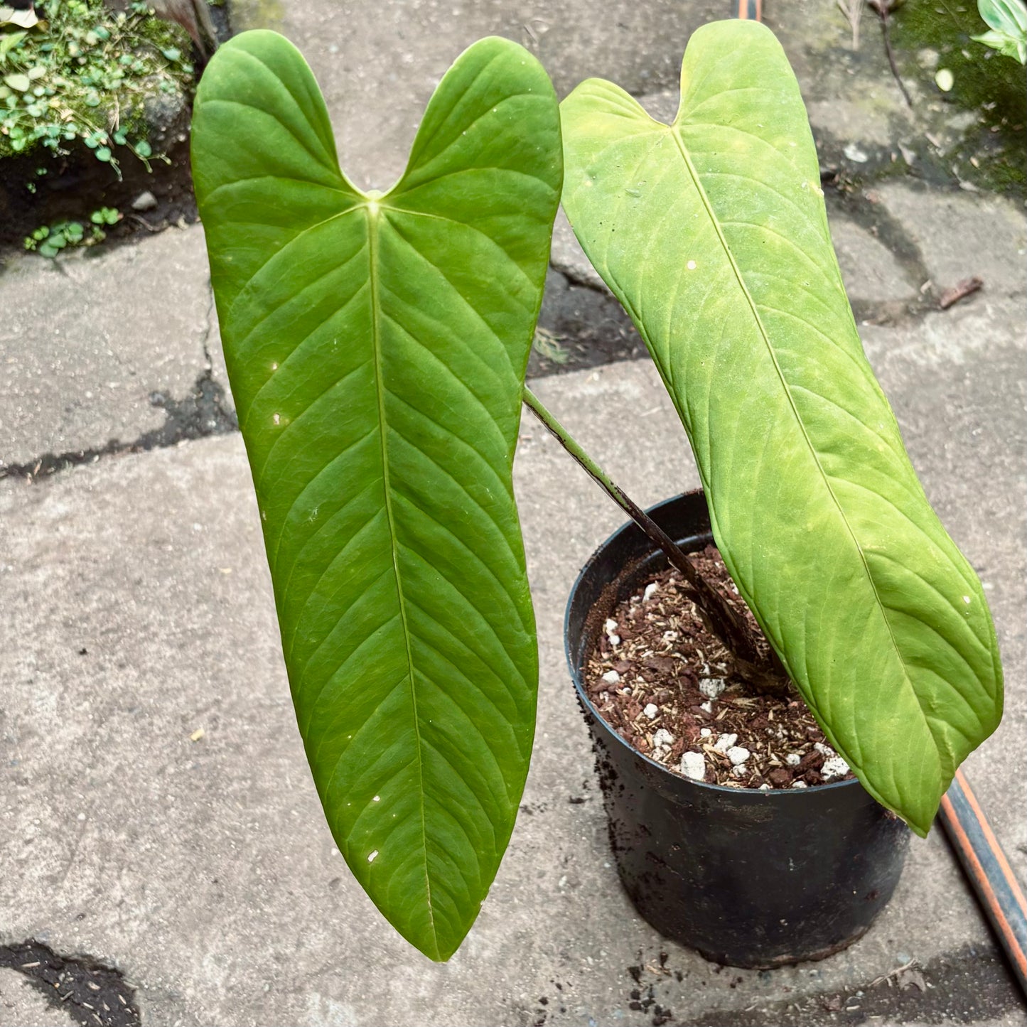 Anturio Panamense