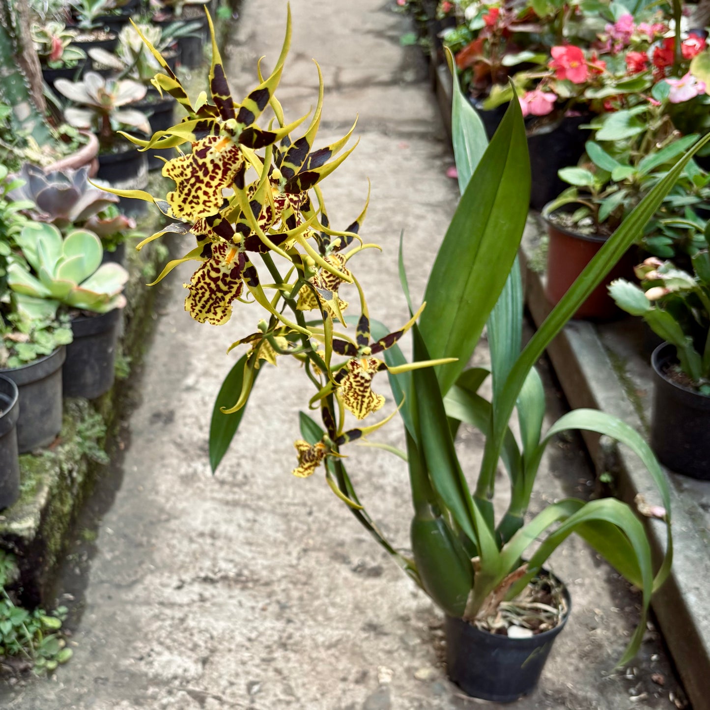 Orquídea Banfieldara